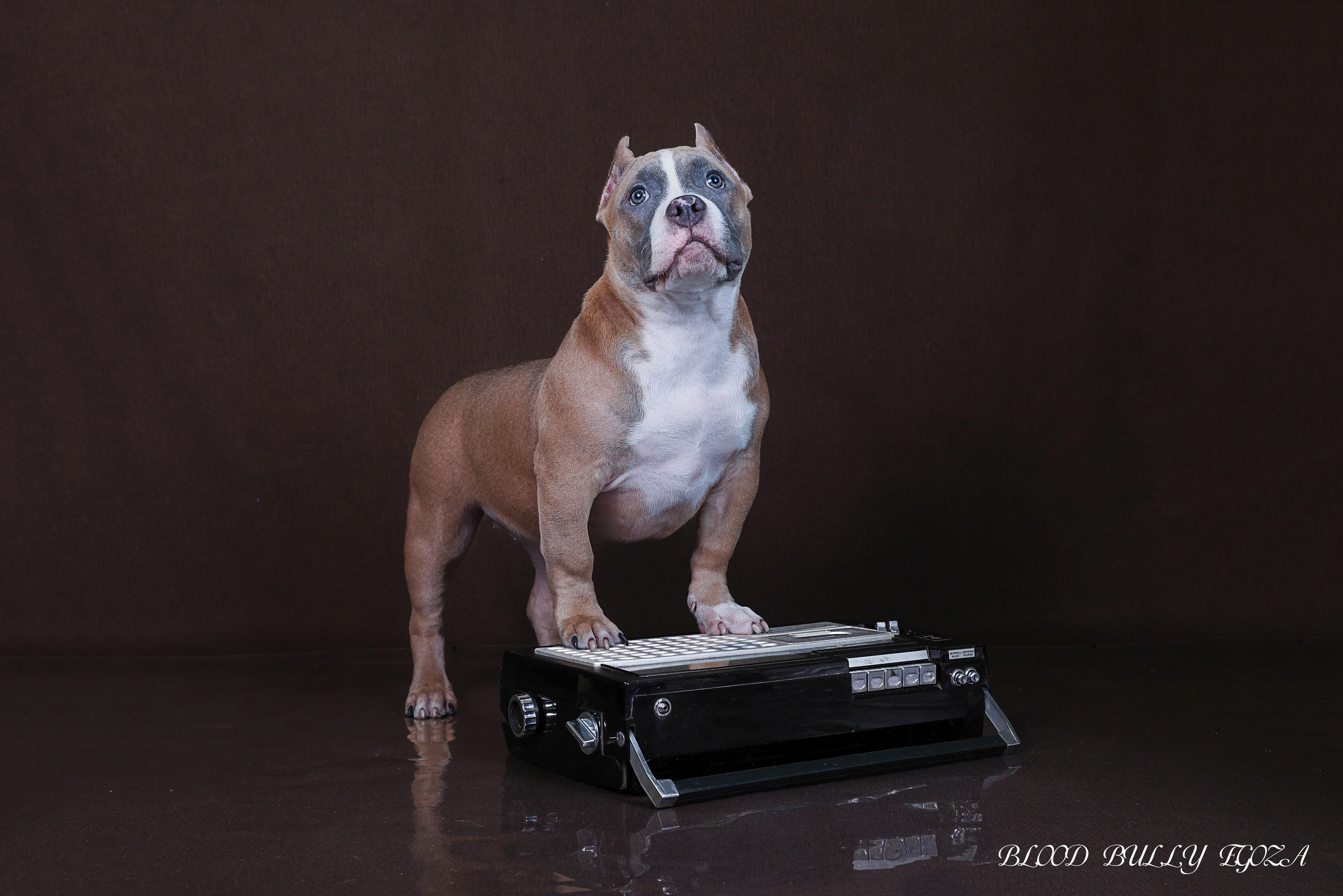 Американский булли!. Фотограф 📸 семейный, предметный, репортажный