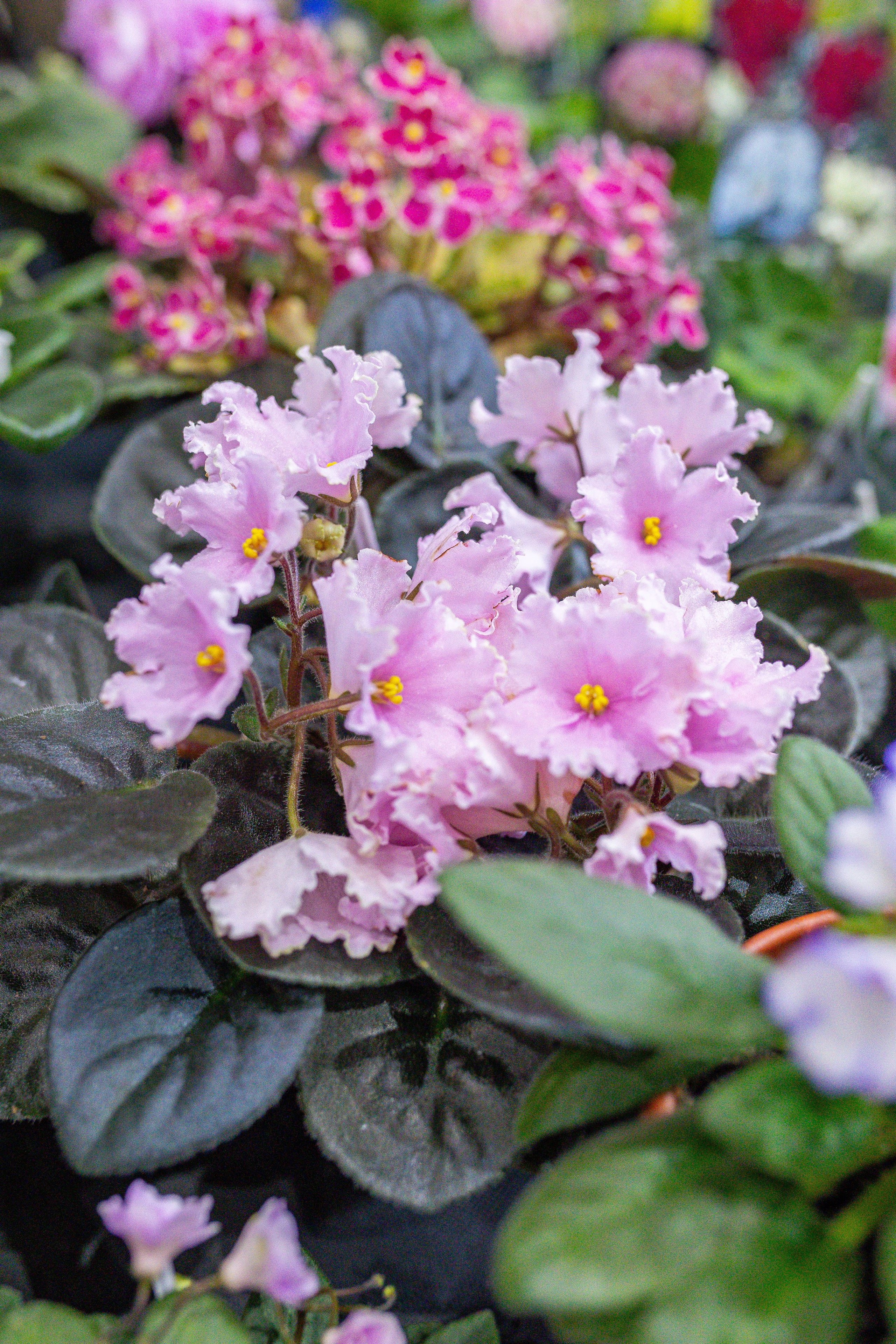 Орхидиум 12.2025. Александра Куликова фотограф, Москва