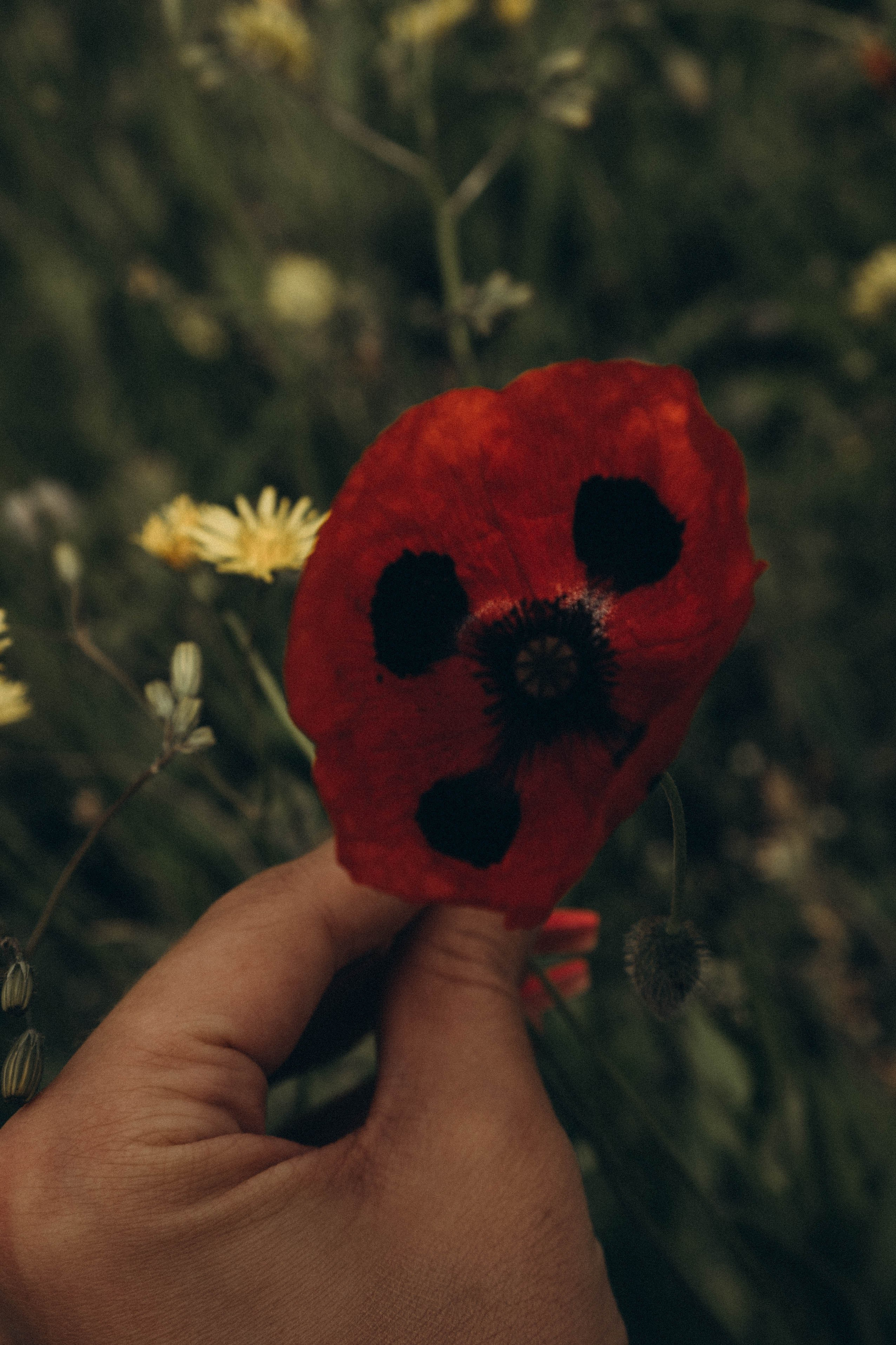 Путешествие в Дагестане. Профессиональный фотограф, Санкт-Петербург — Виктория Богомолова