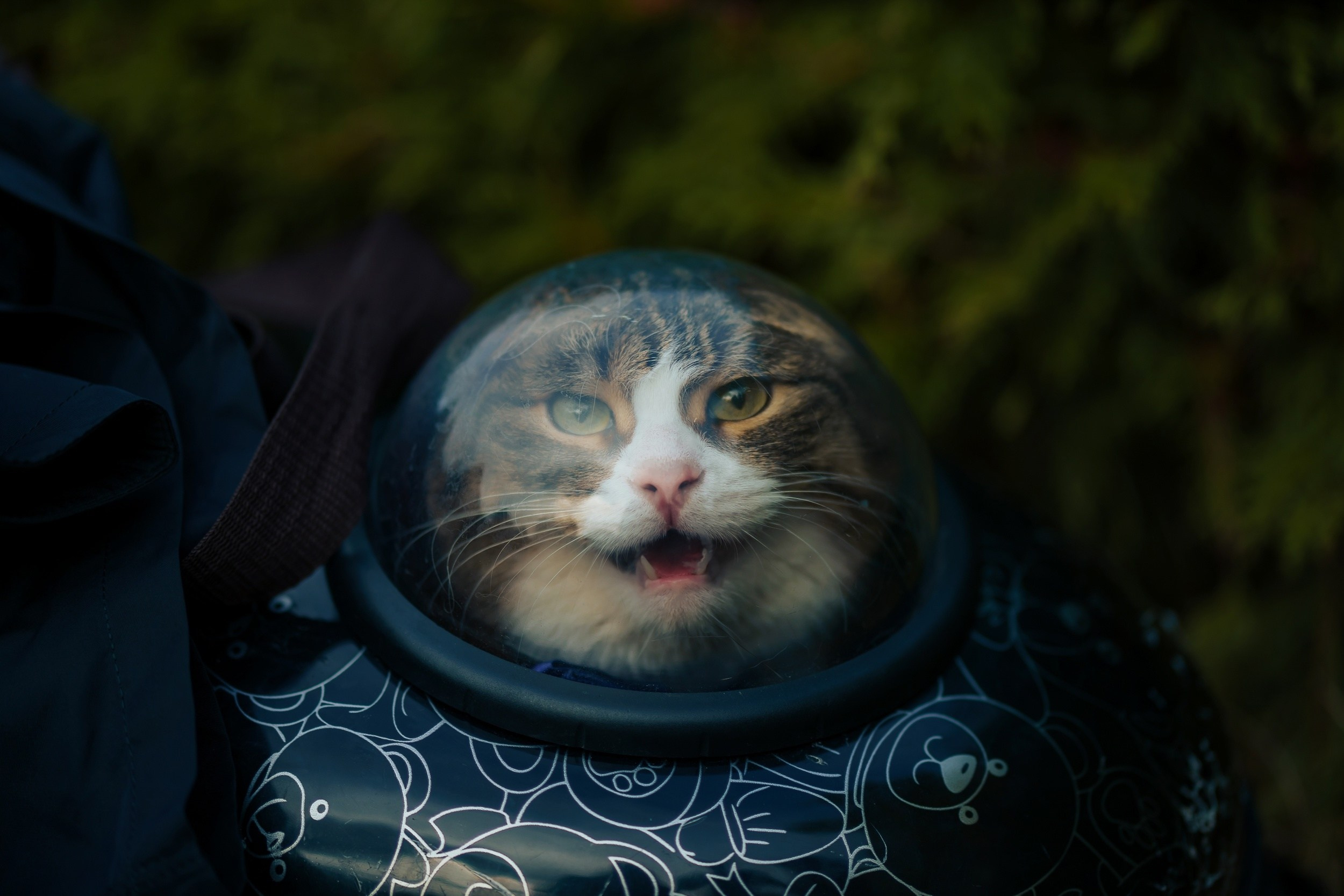 Лавстори Люда, Женя и КотКотофеич. Ваш свадебный и семейный фотограф