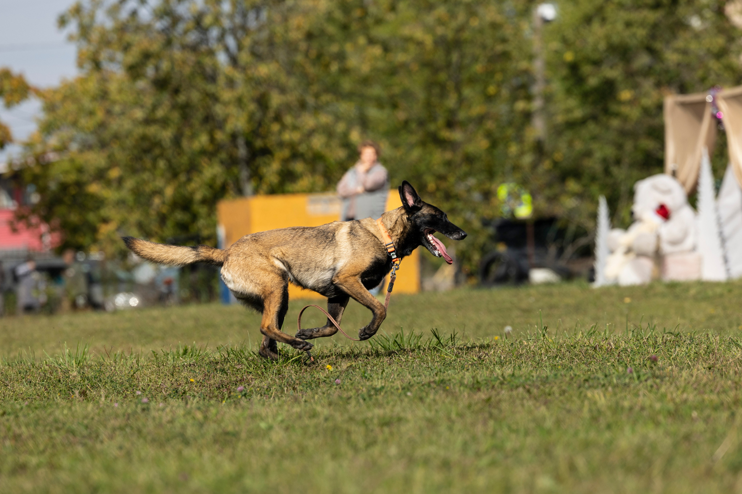 Испытания по Мондьорингу г. Пушкин. Фотограф-анималист Анна Маринич