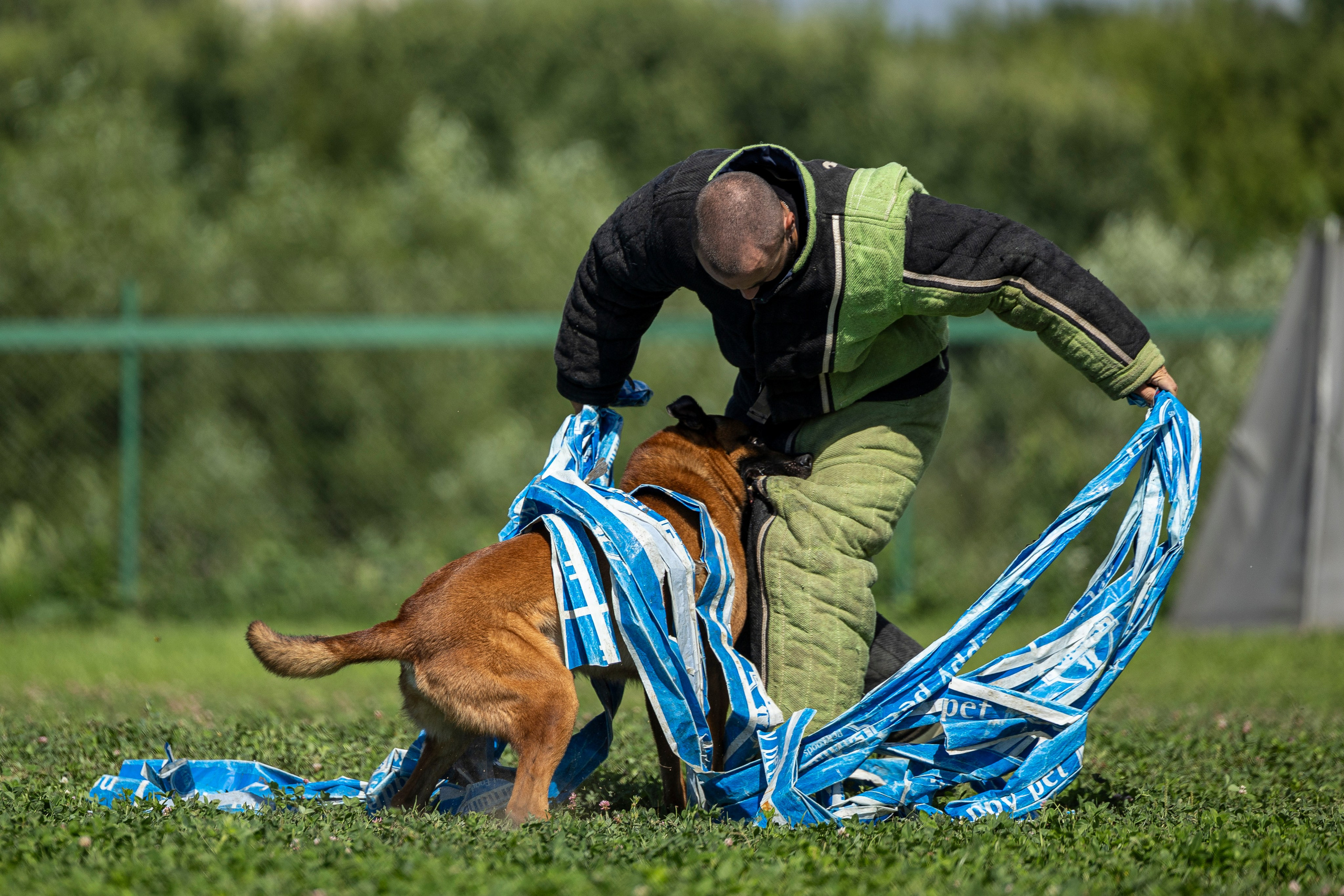 Соревнования по Мондьорингу г. Вологда 10-11.08.2024. Фотограф-анималист Анна Маринич