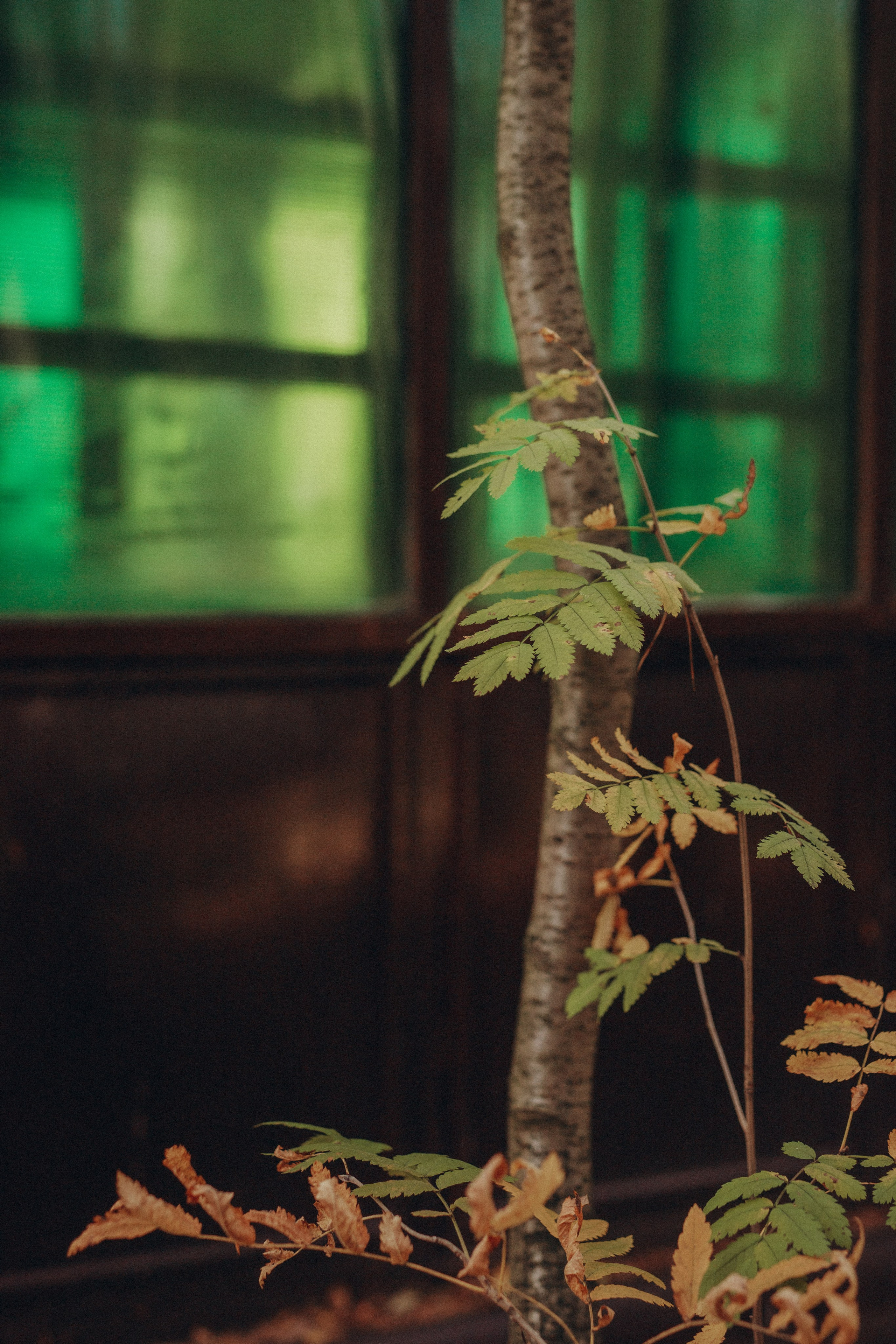 Елена и семья. Фотограф Анастасия Петрова