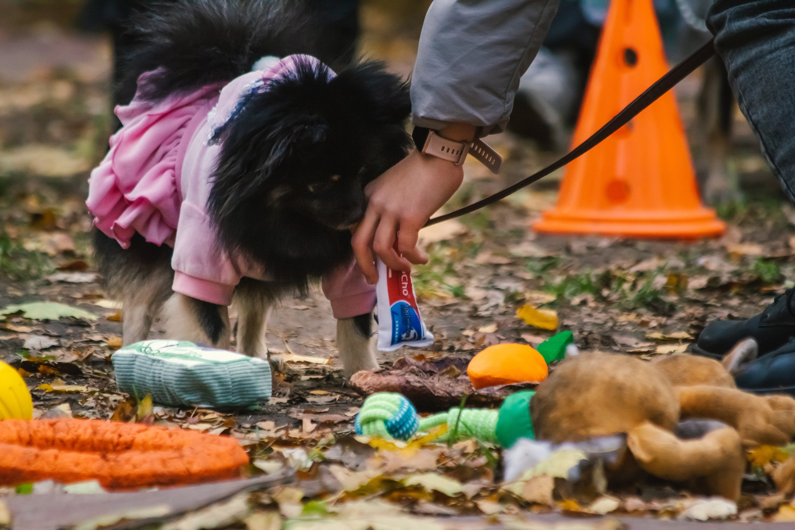 Костюмированный парад собак. Фотограф анималист — Тула, Москва