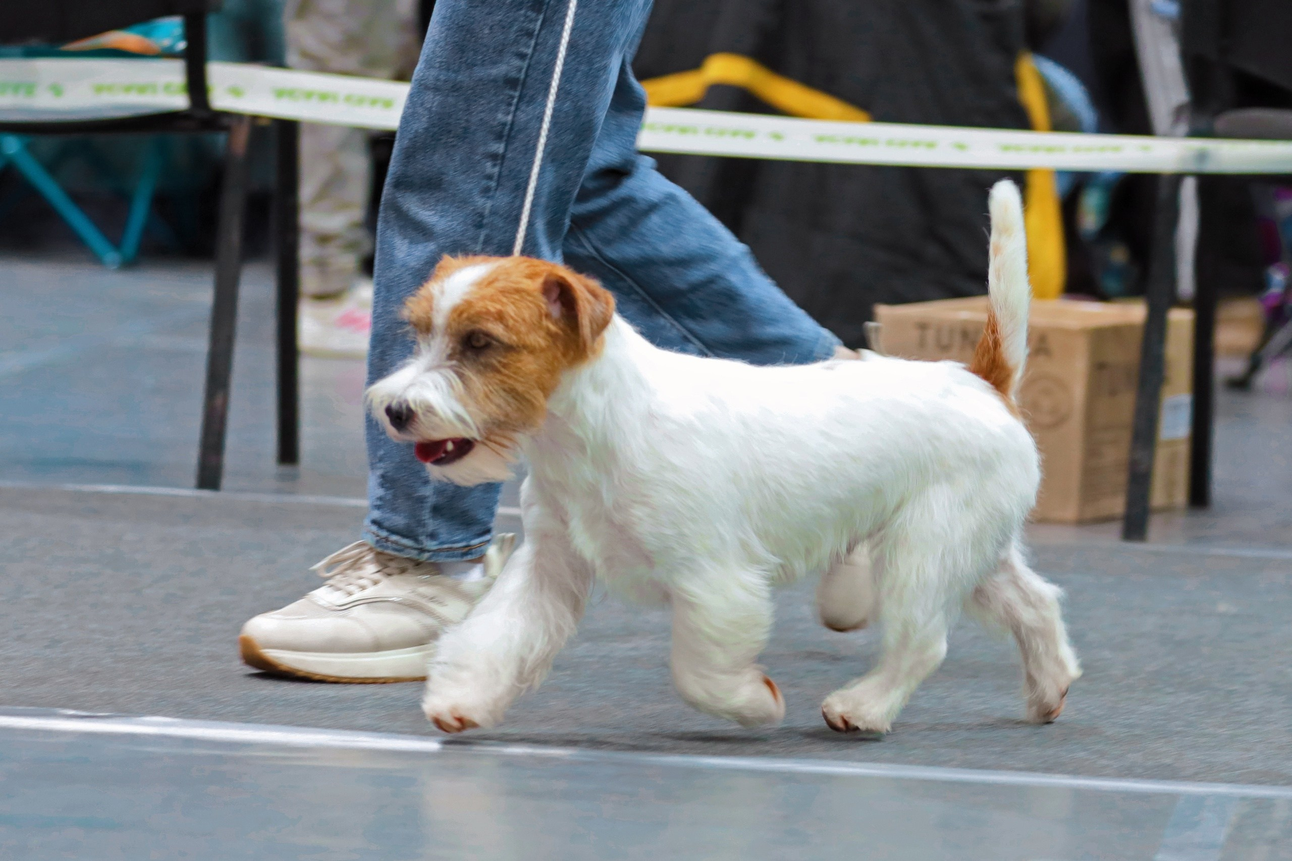 Щенки джек рассел терьера, питомник РКФ, питомник джек рассел терьеров, питомник Порт Фортис, kennel PORT FORTIS