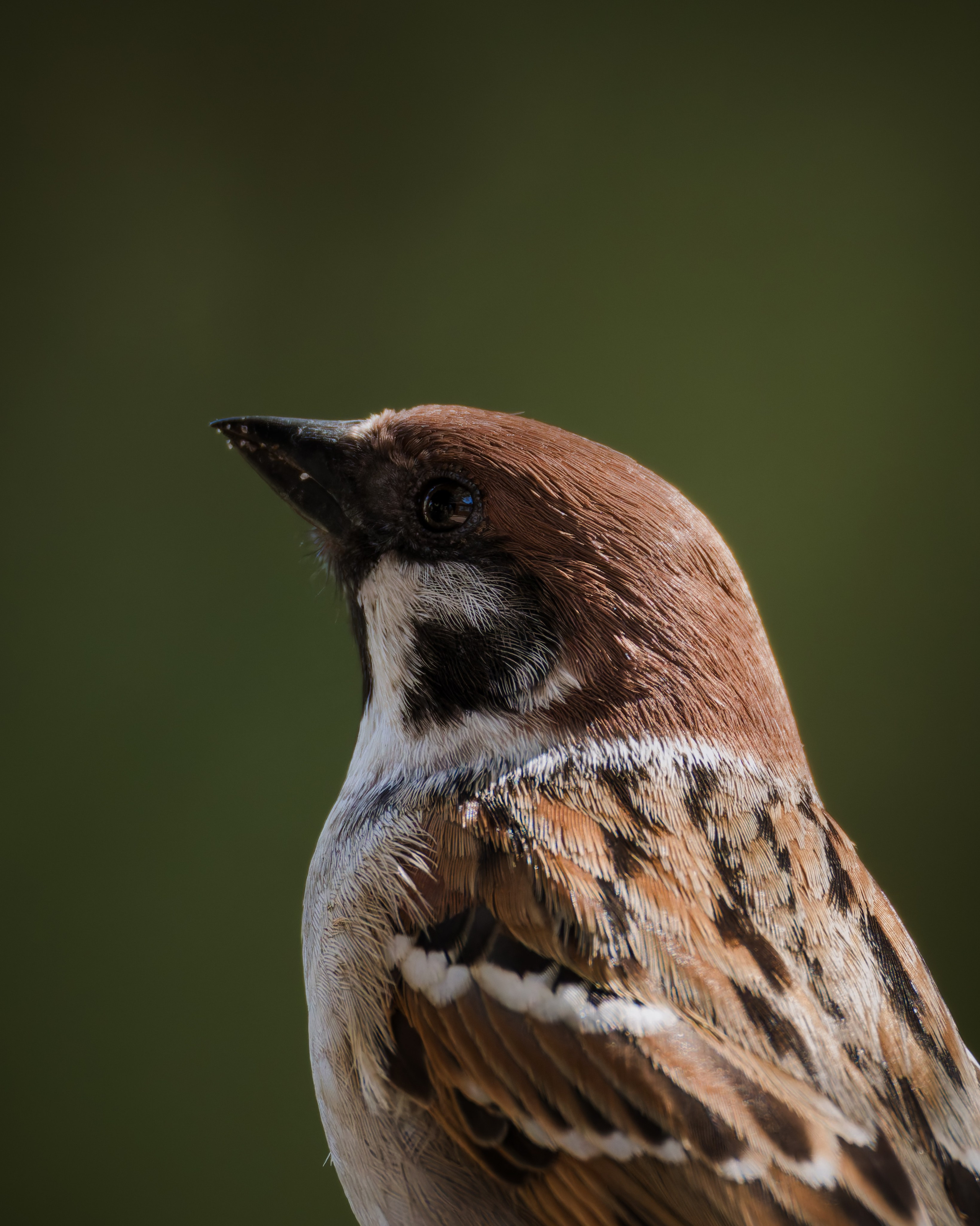 Lipetsk 2025. Anton Chernov | Wildlife photographer