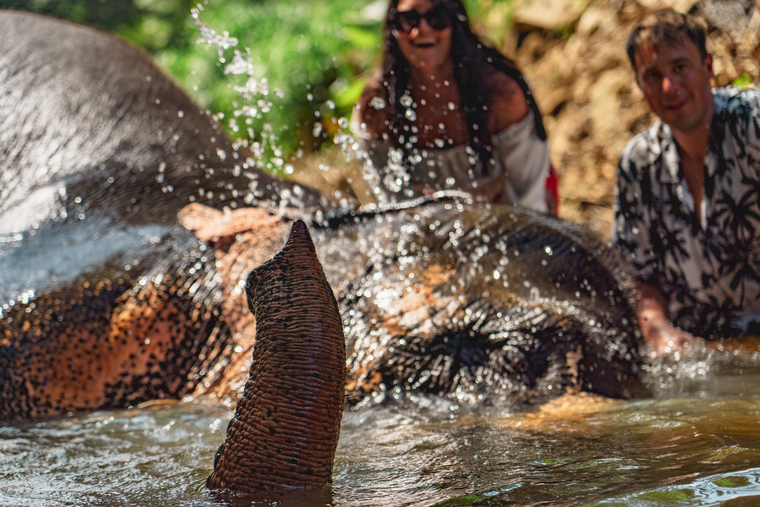 Bathing with elephants in Pinnawala, Botanical Garden
