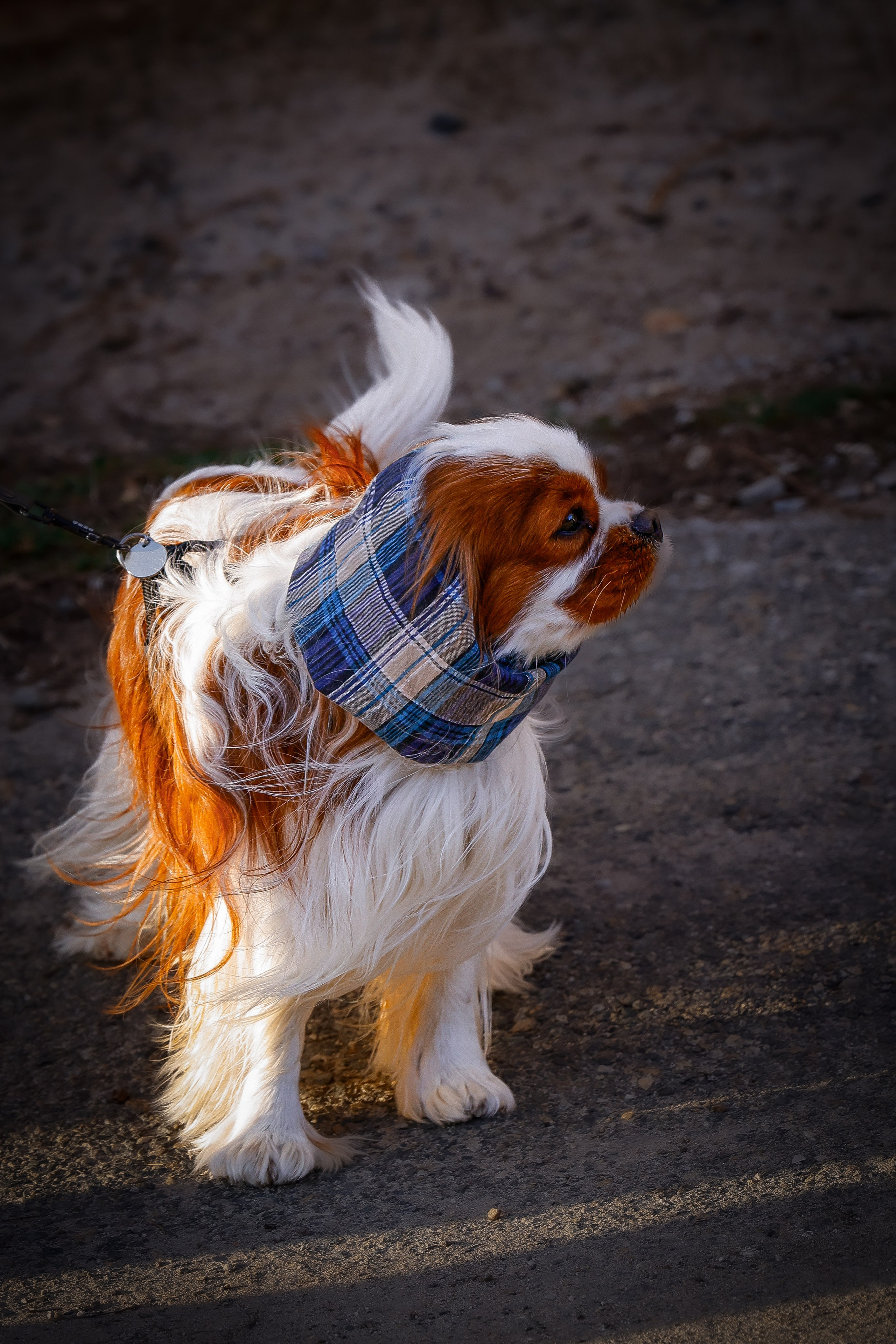 Собаки. Антонина Савельева Фотограф Ставрополь