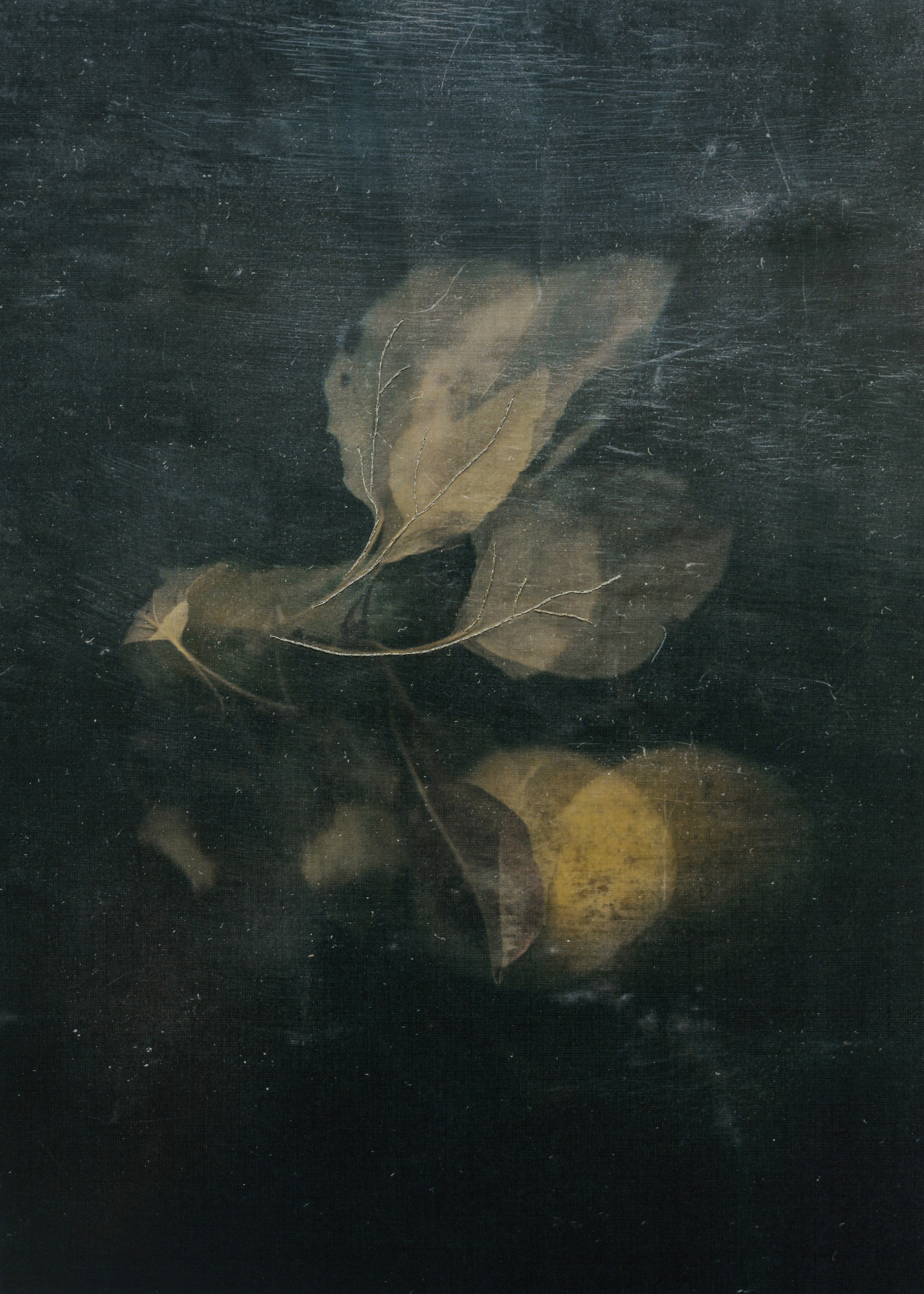 Призрачные узоры. Фотограф Елена Хазина, Рязань