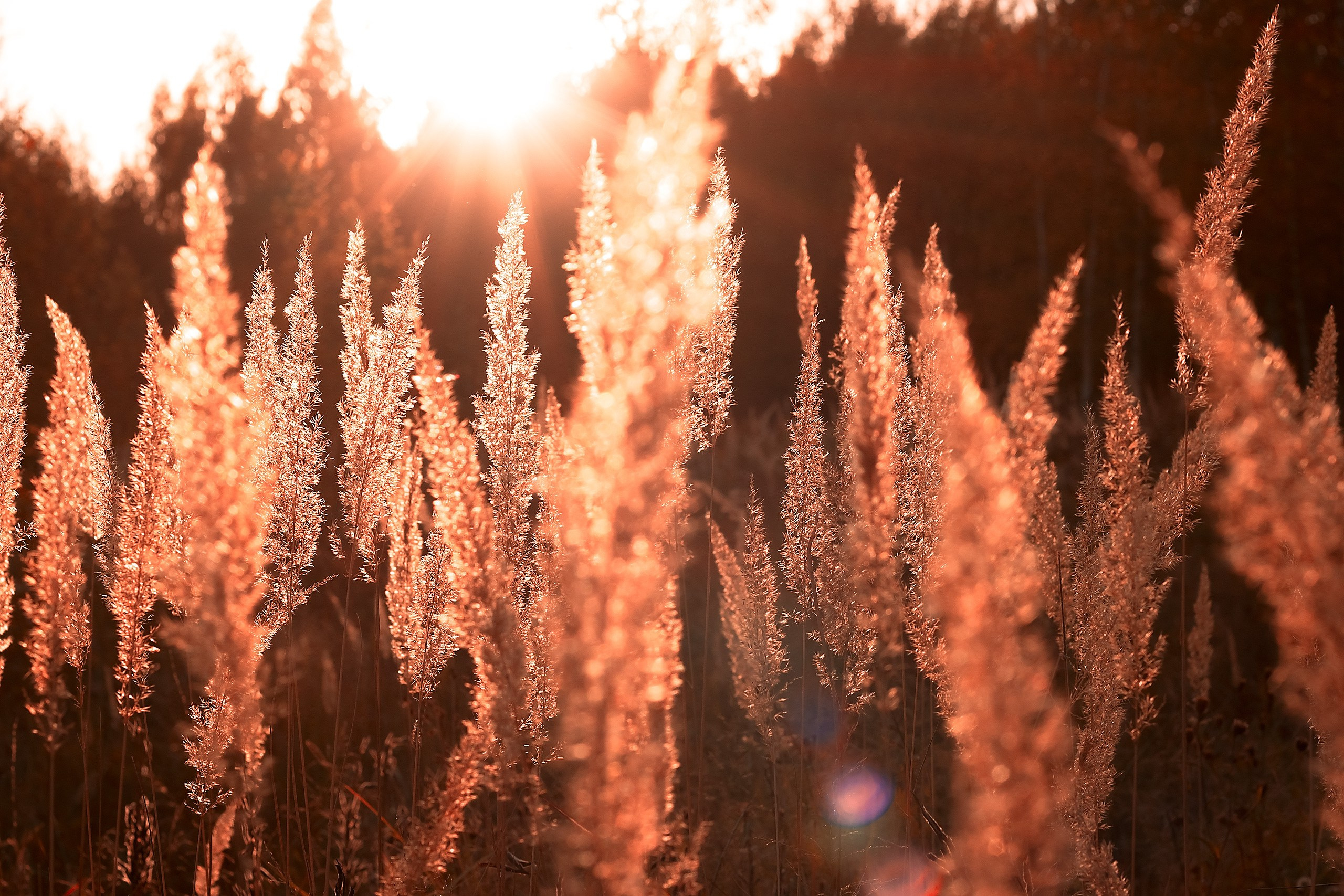 Свет и Цвет. Аmat Victoria Сuram