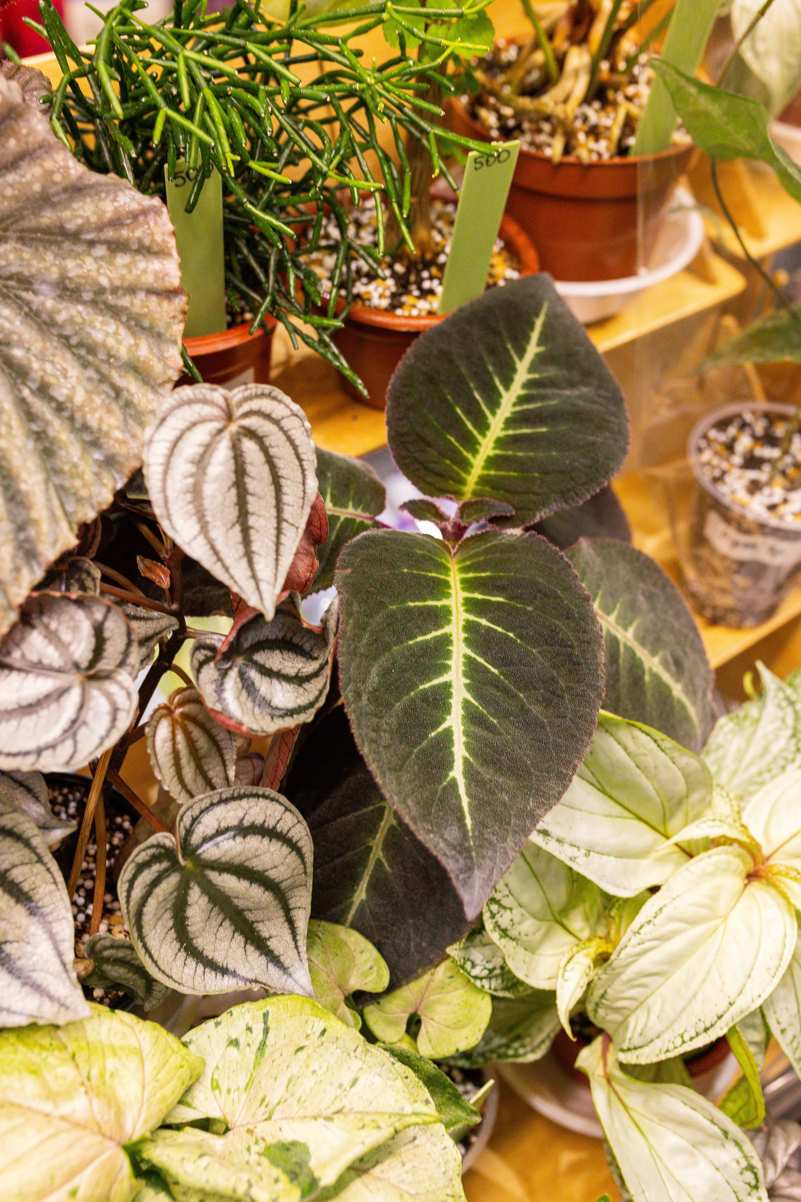 Монстериум 11–12 октября. Александра Куликова фотограф, Москва