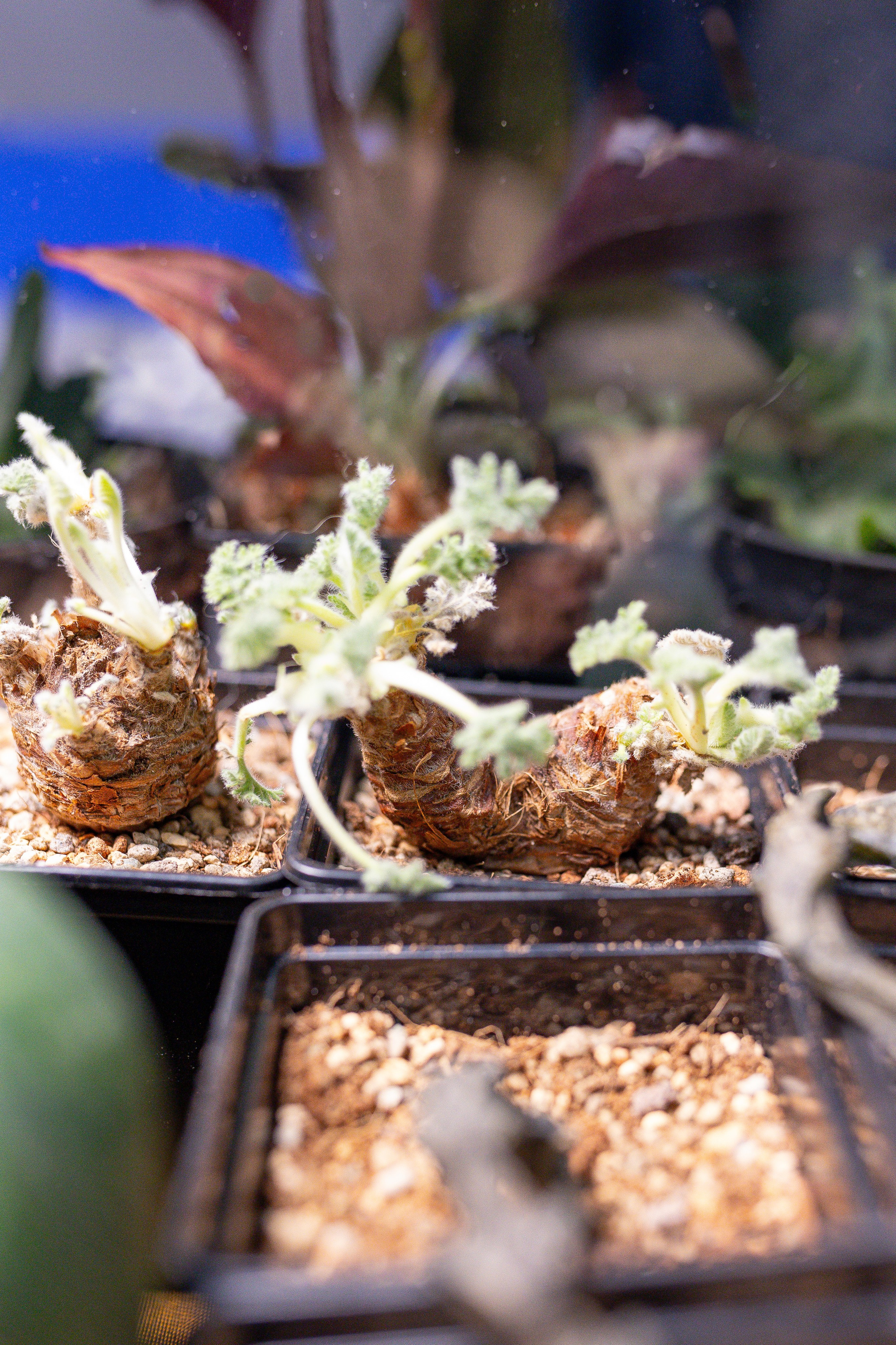 Орхидиум 12.2025. Александра Куликова фотограф, Москва