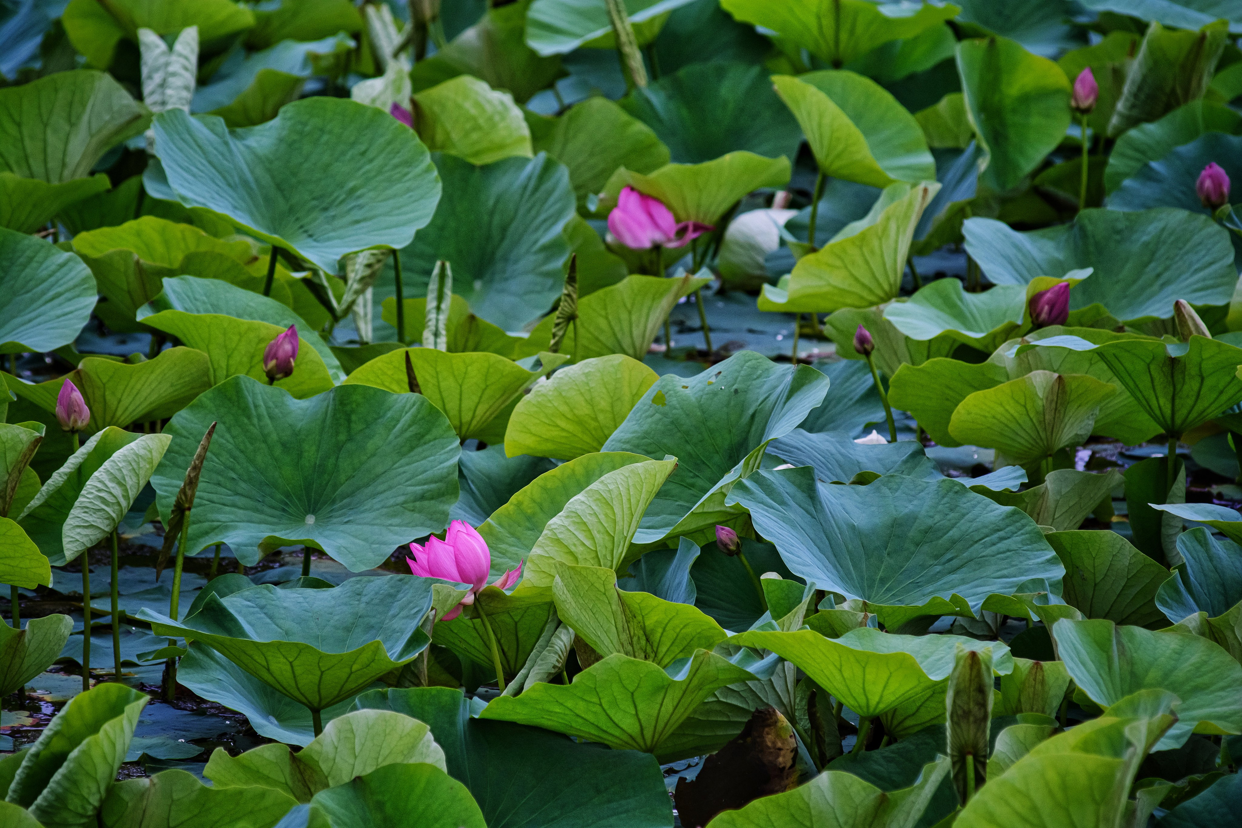 Пейзажи и дикая природа. Пейзажный и репортажный фотограф