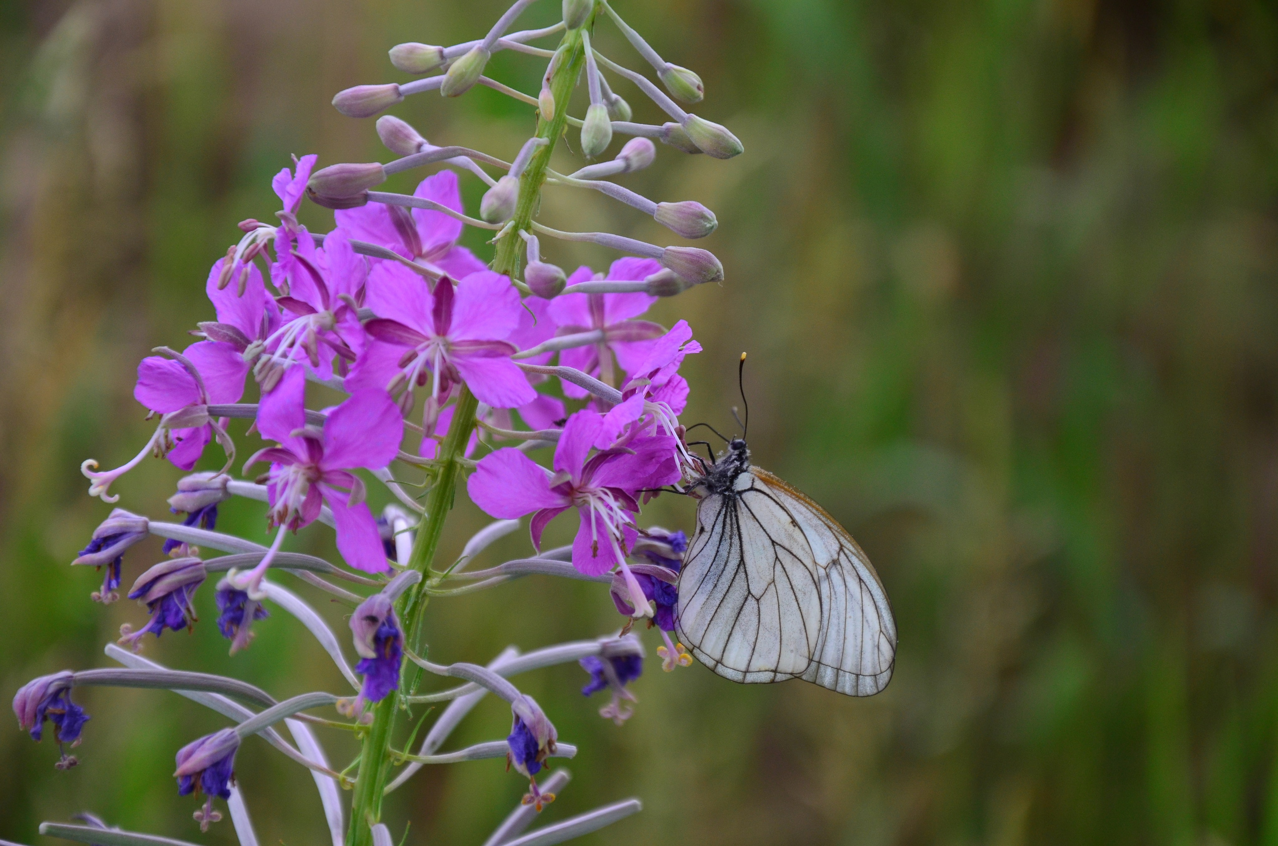 Дары природы. Фотограф viktor viktor