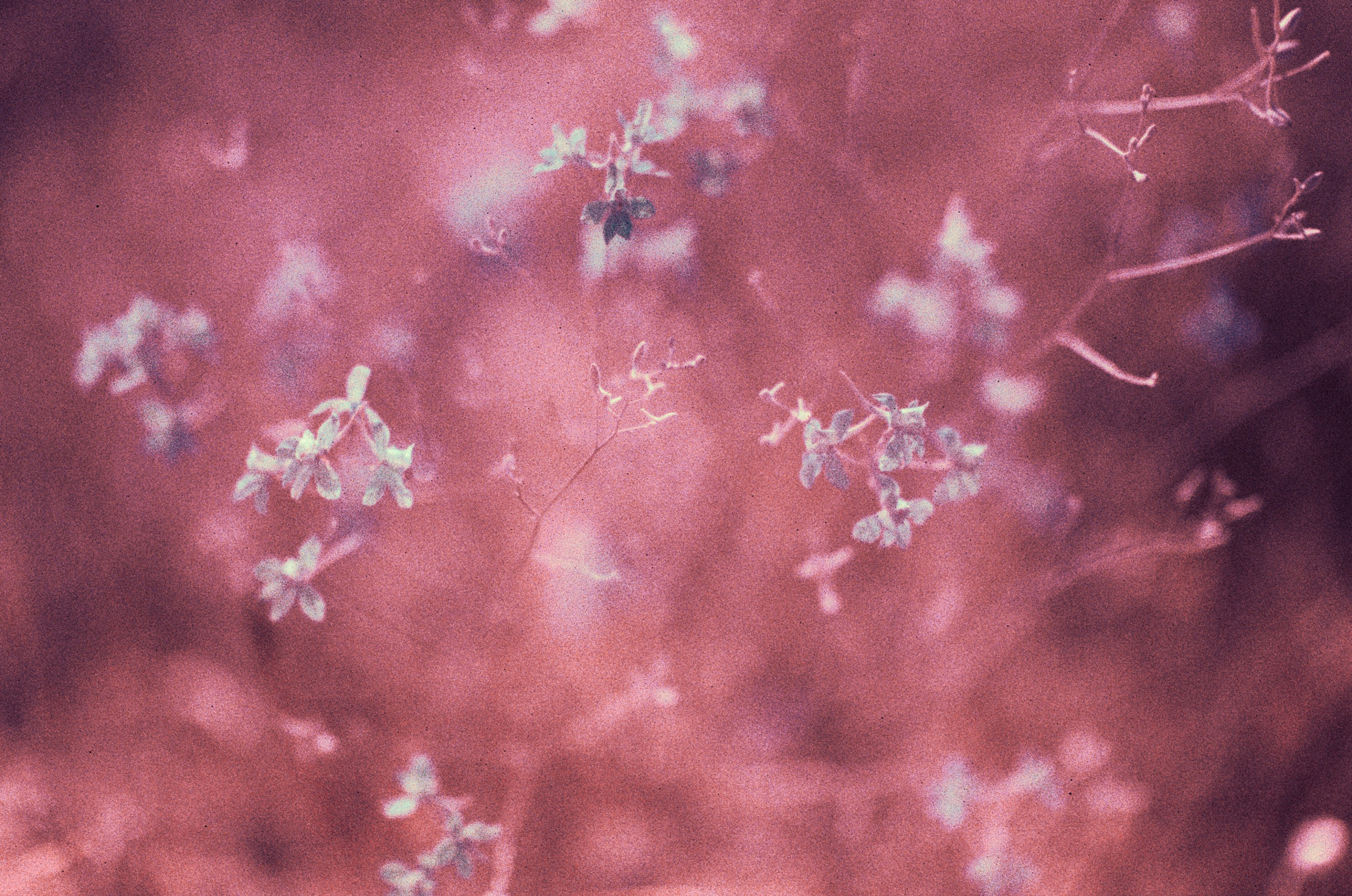 Dig it // ukraine, crimea X. EVER EXPOSED