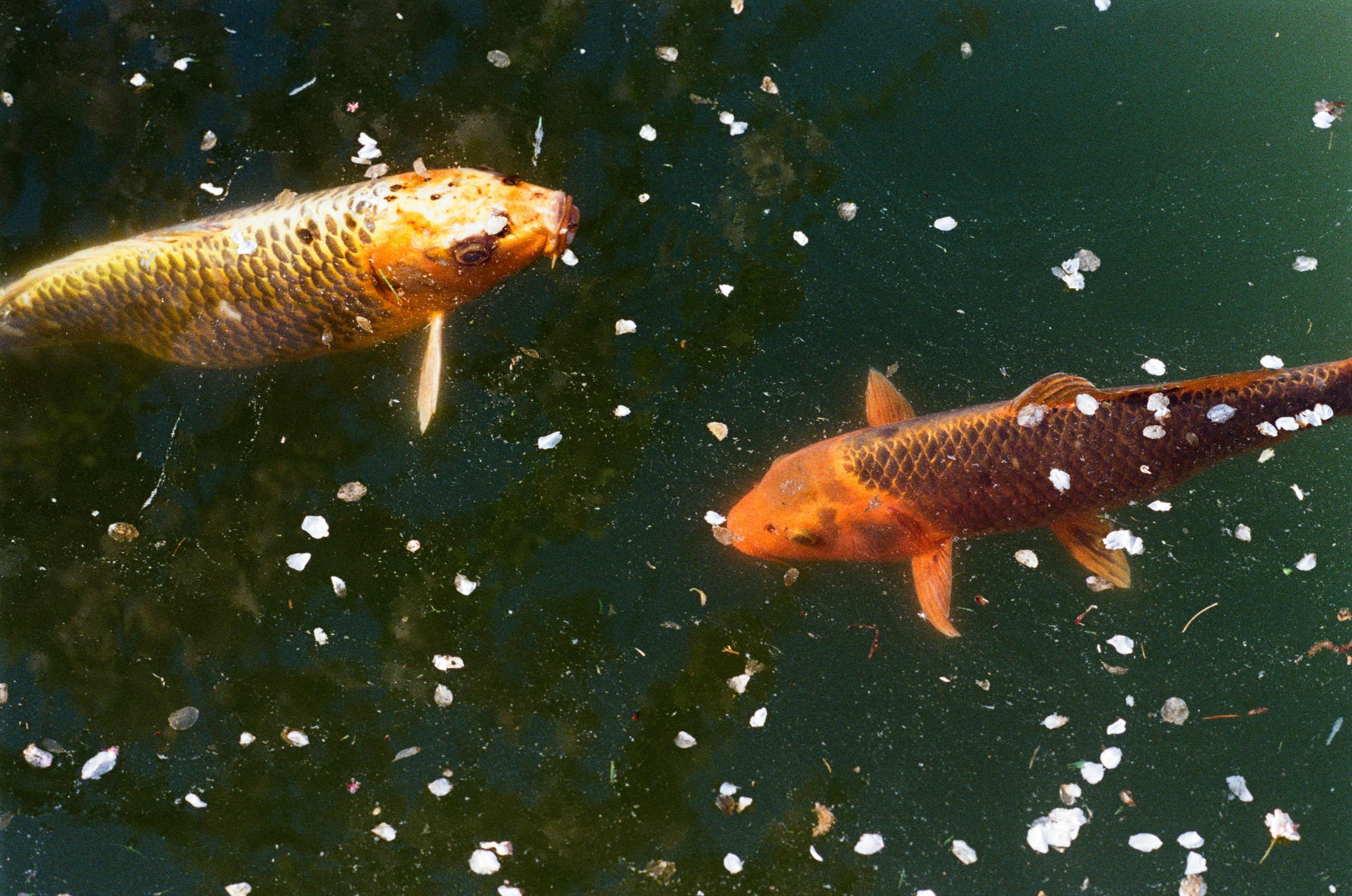 Sakura blues // ukraine, crimea IV. EVER EXPOSED