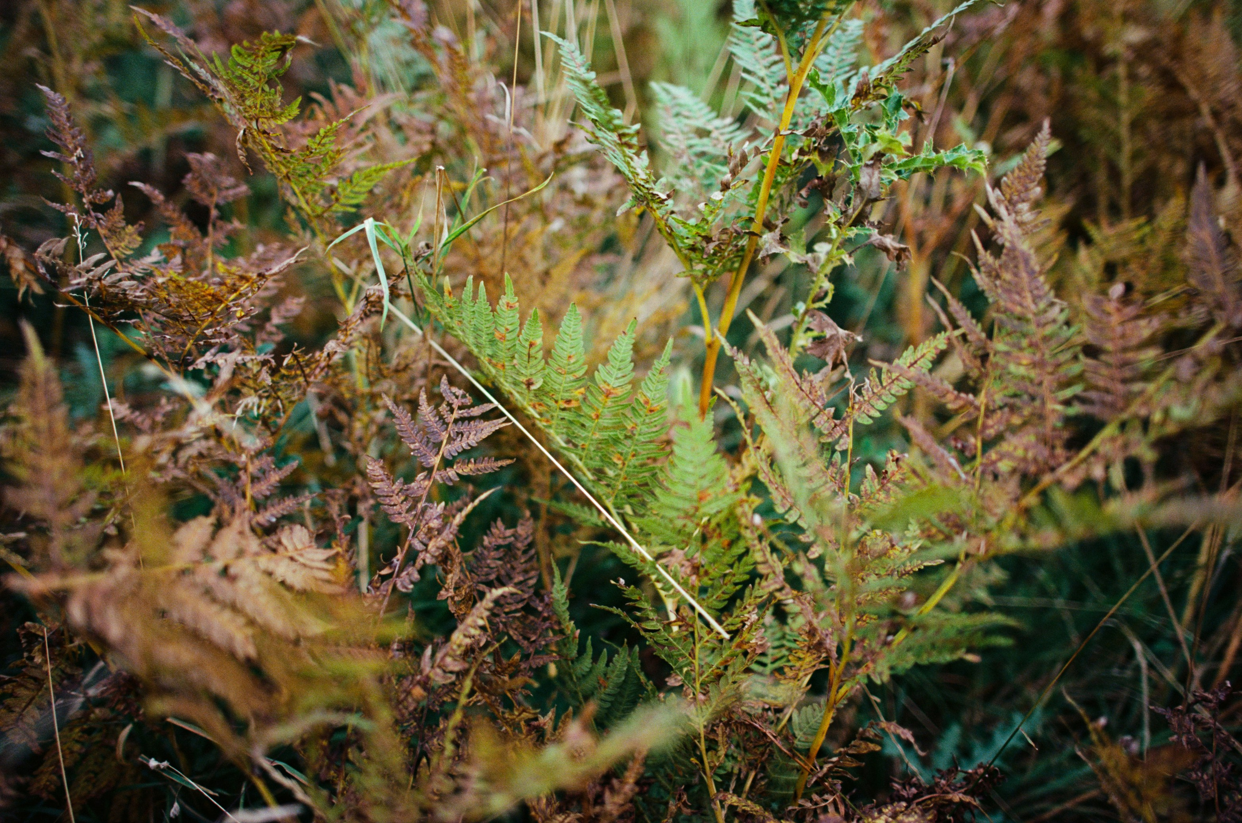 Are you coming // italy, dolomites II. EVER EXPOSED