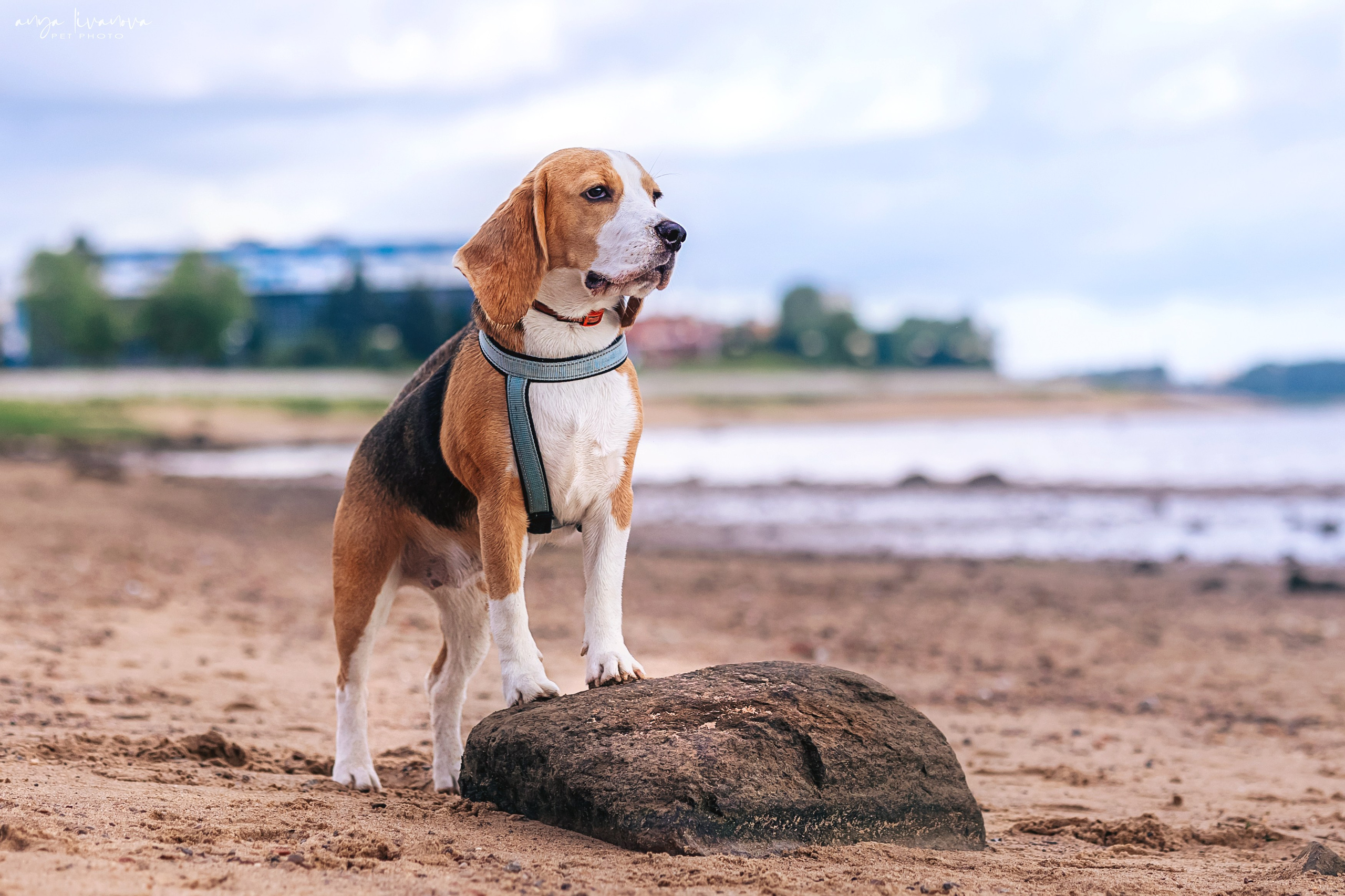 Диана и Дафна. Фотограф анималист Аня Ливанова | Рыбинск