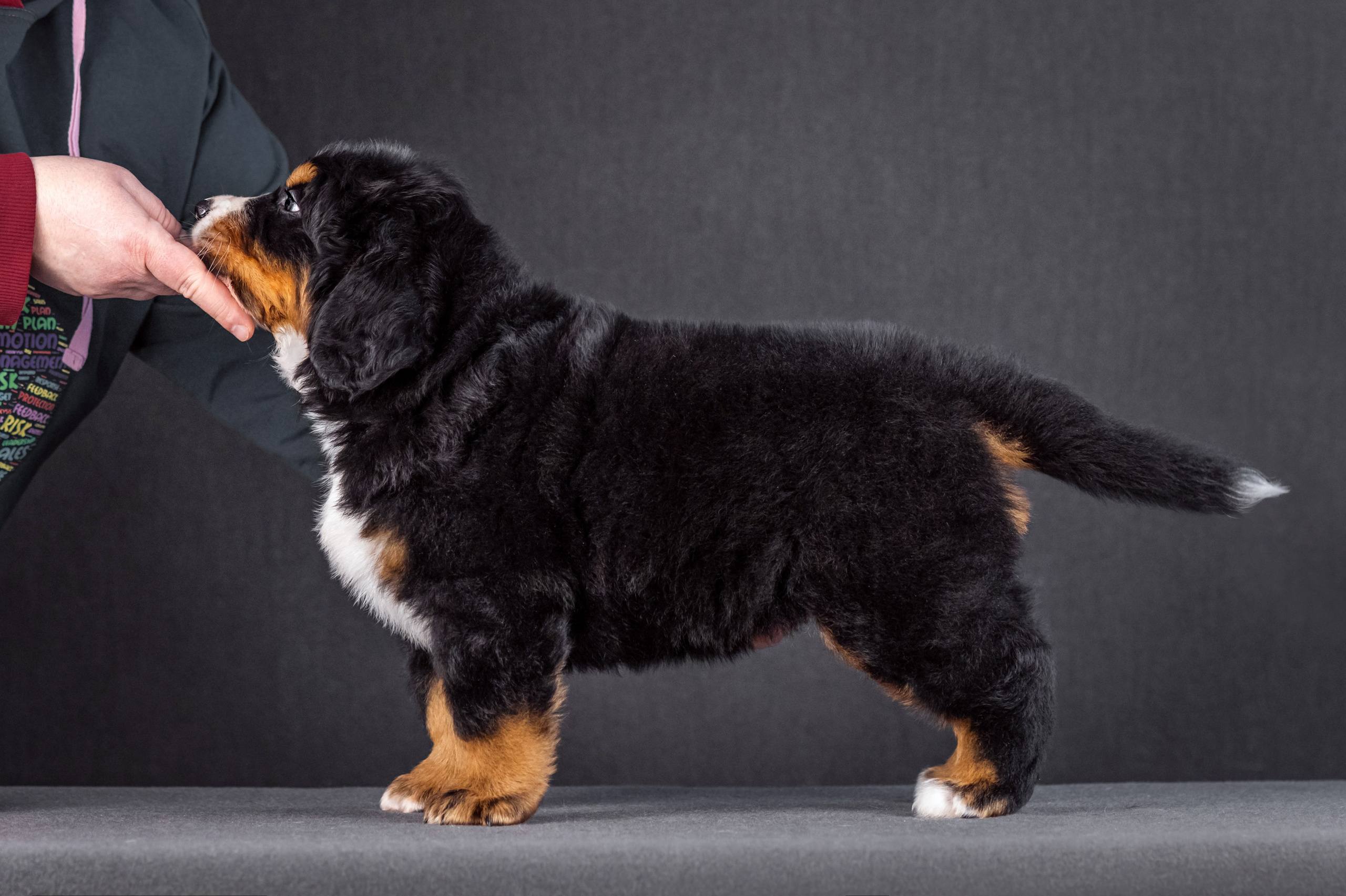 Берны. Фотограф анималист Аня Ливанова | Рыбинск