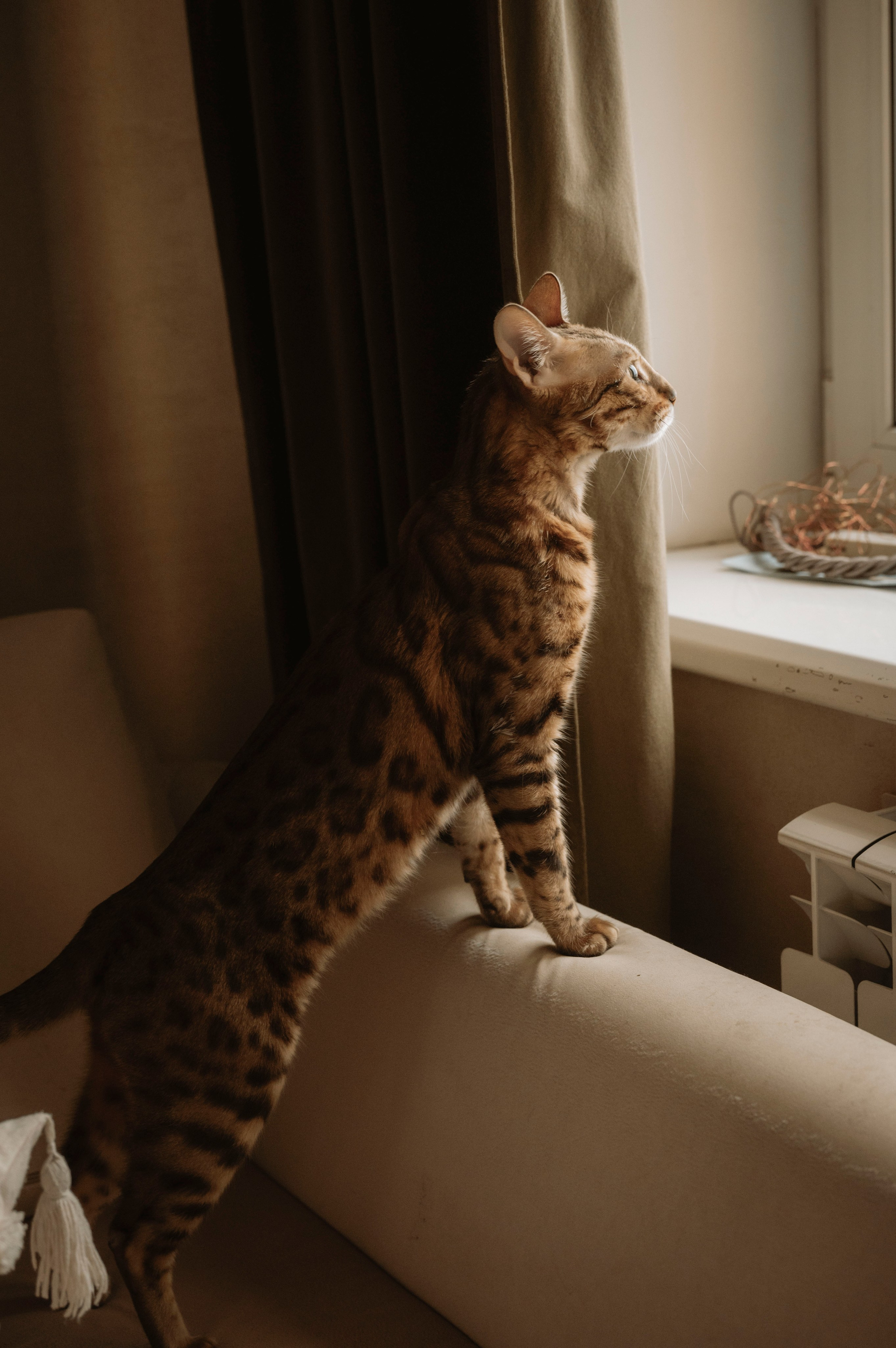 Домашняя семейная фотосессия. Фотограф беременных, лайфстаил фотограф, Ньюборн фотограф, все включено