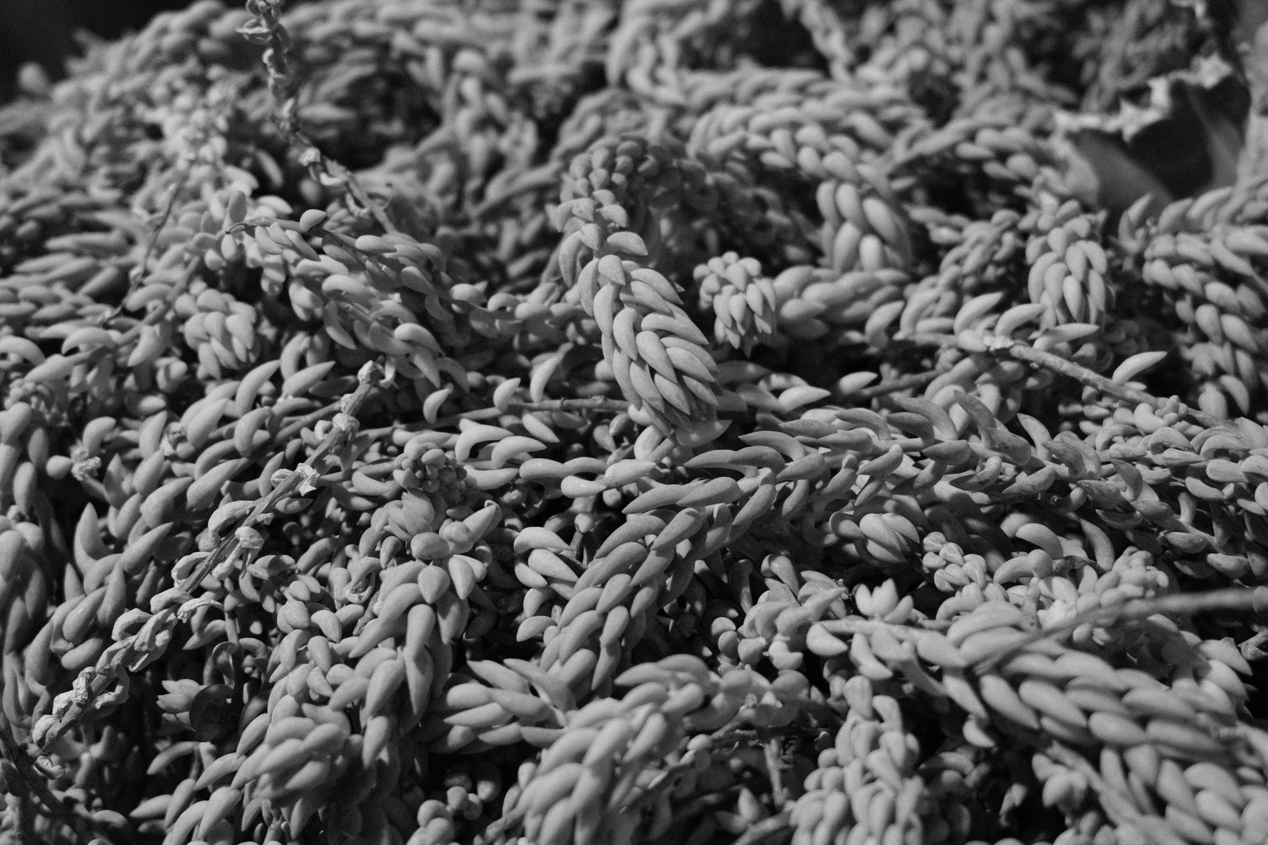 Аптекарский огород. Профессиональный фотограф в Москве Захар Ишутин