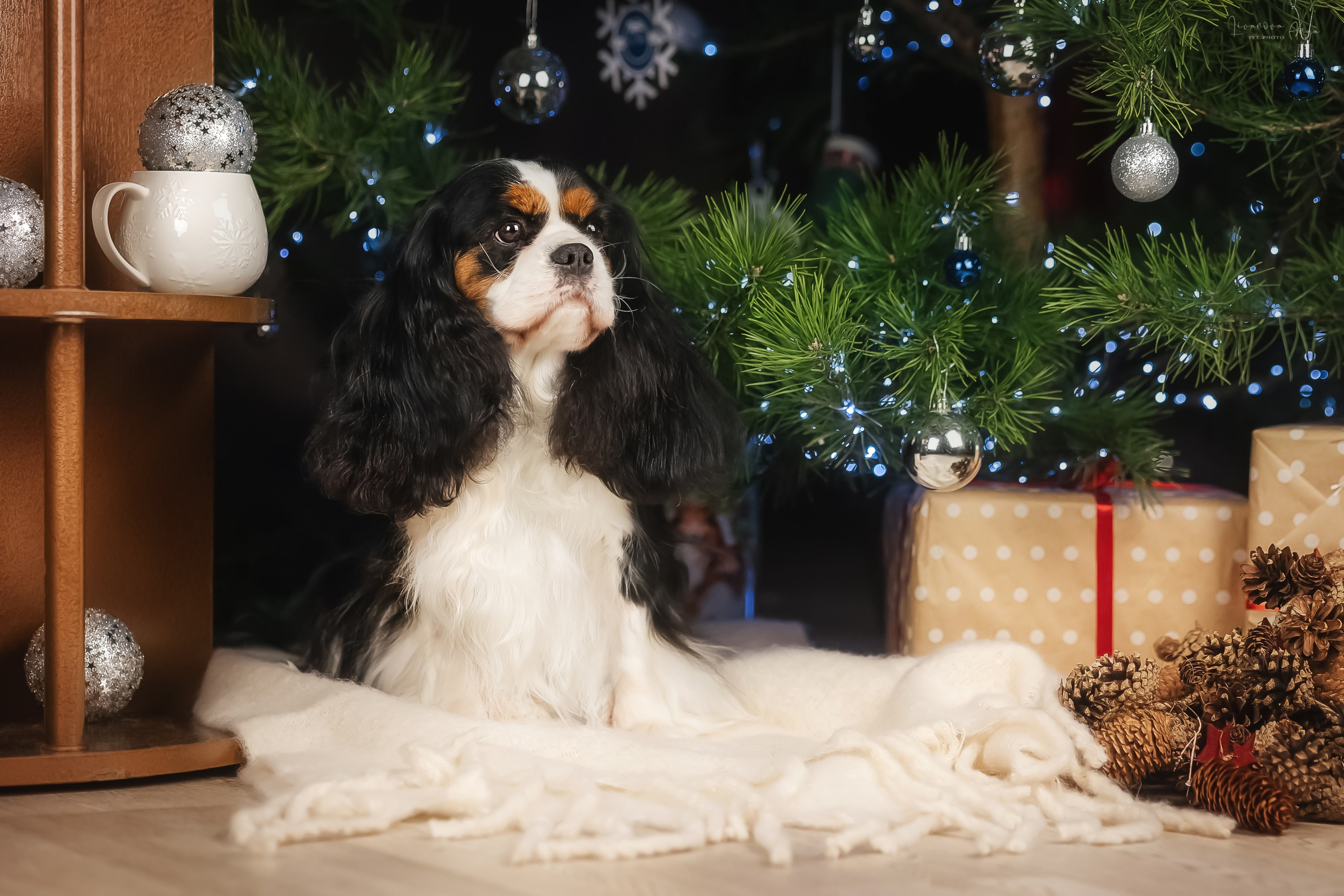 Фотодень_2 2025. Фотограф анималист Аня Ливанова | Рыбинск