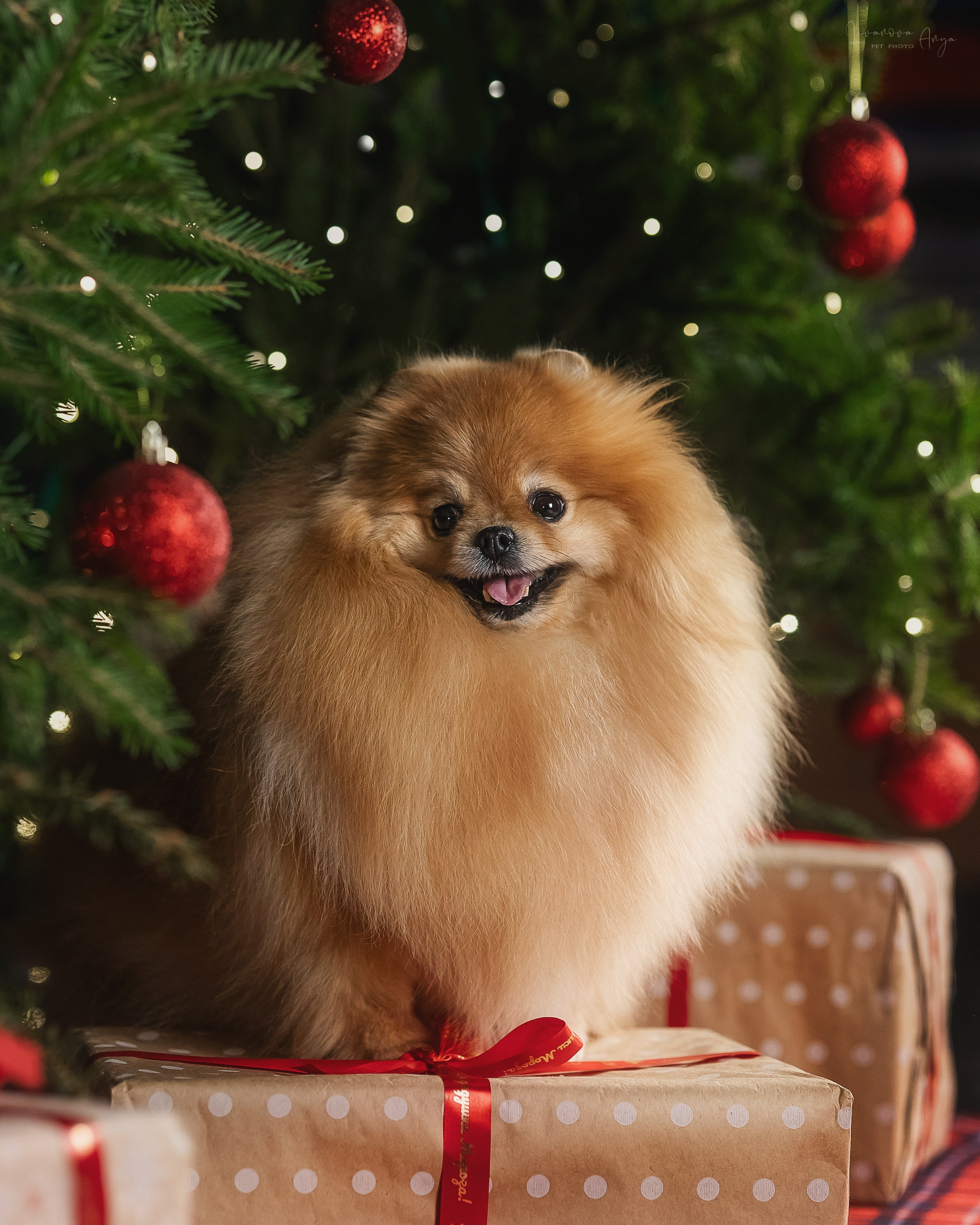 Фотодень_2 2025. Фотограф анималист Аня Ливанова | Рыбинск