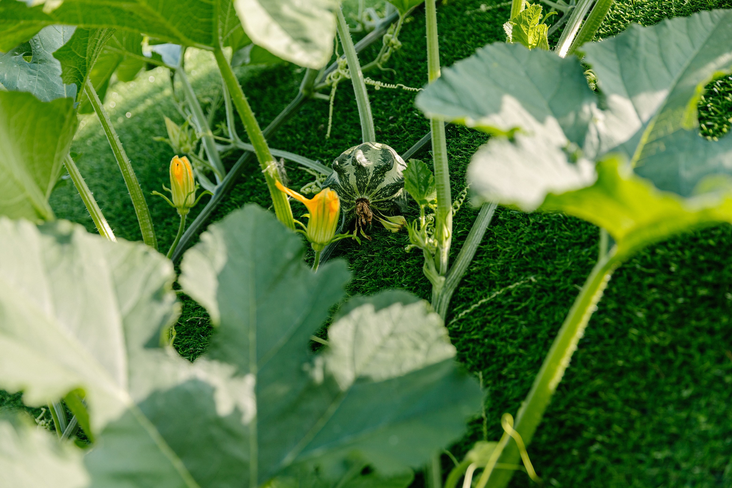 Съёмка объекта недвижимости Хутор Нёттникен. Свадебный, семейный и детский фотограф в Калининграде Елена Кравцова