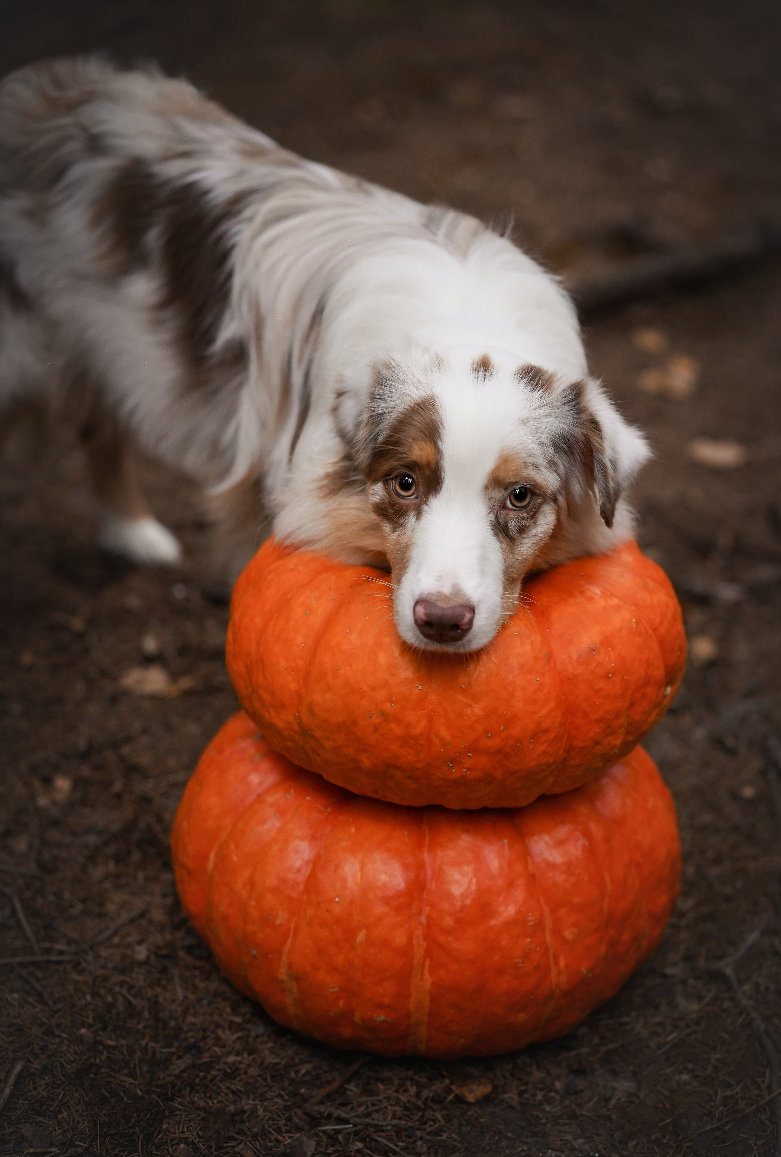 Панда тыковки. Фотограф-анималист в Санкт-Петербурге Яна Мартынова