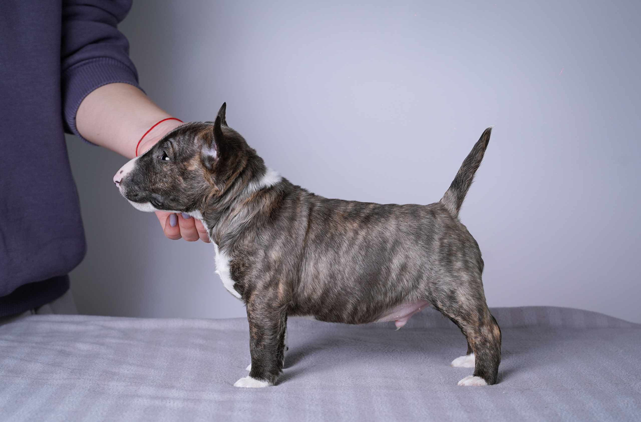 Щенки минибуля. Фотограф-анималист в Санкт-Петербурге Яна Мартынова