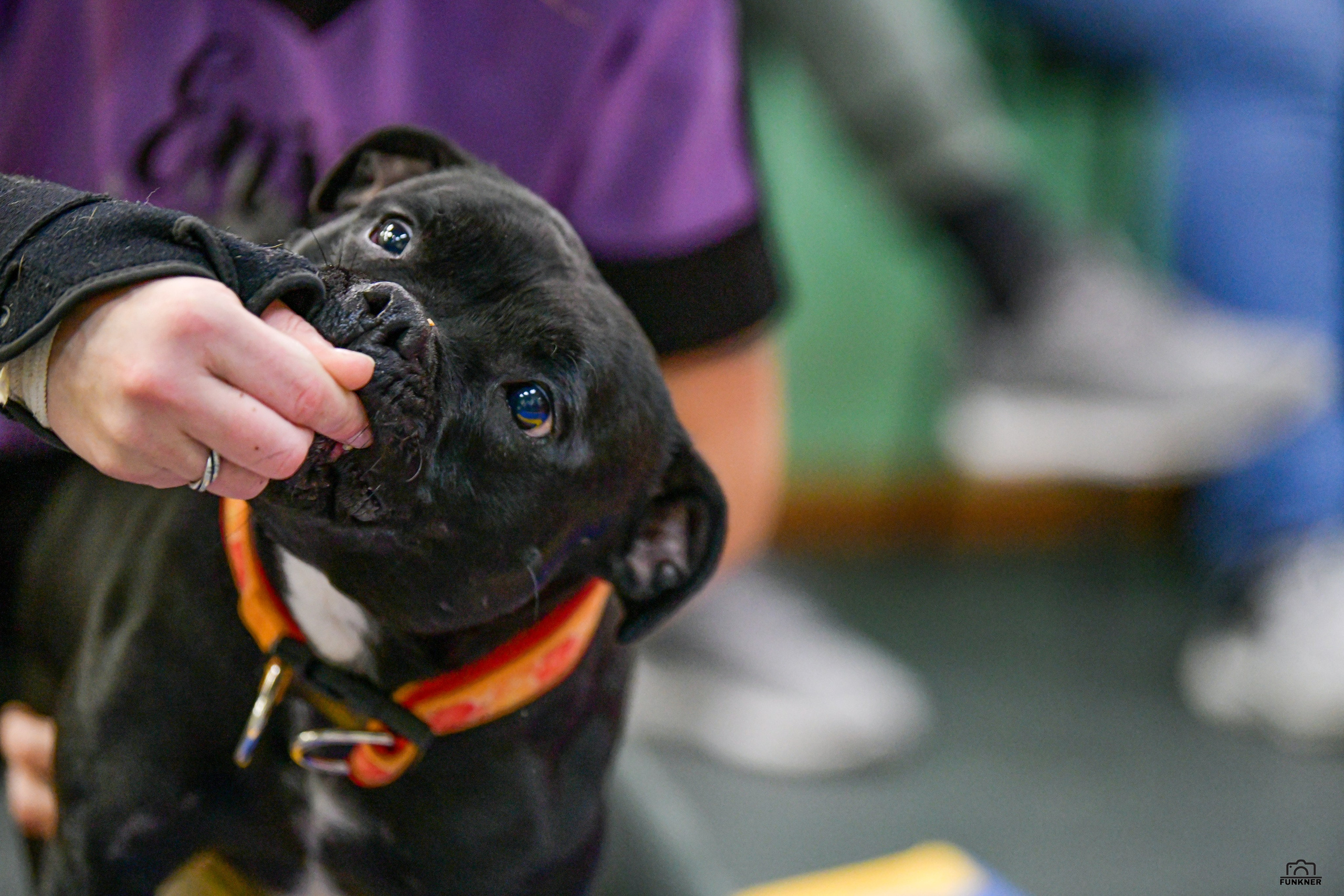Кинологический клуб «Бодрый хвост». Свой взгляд через объектив