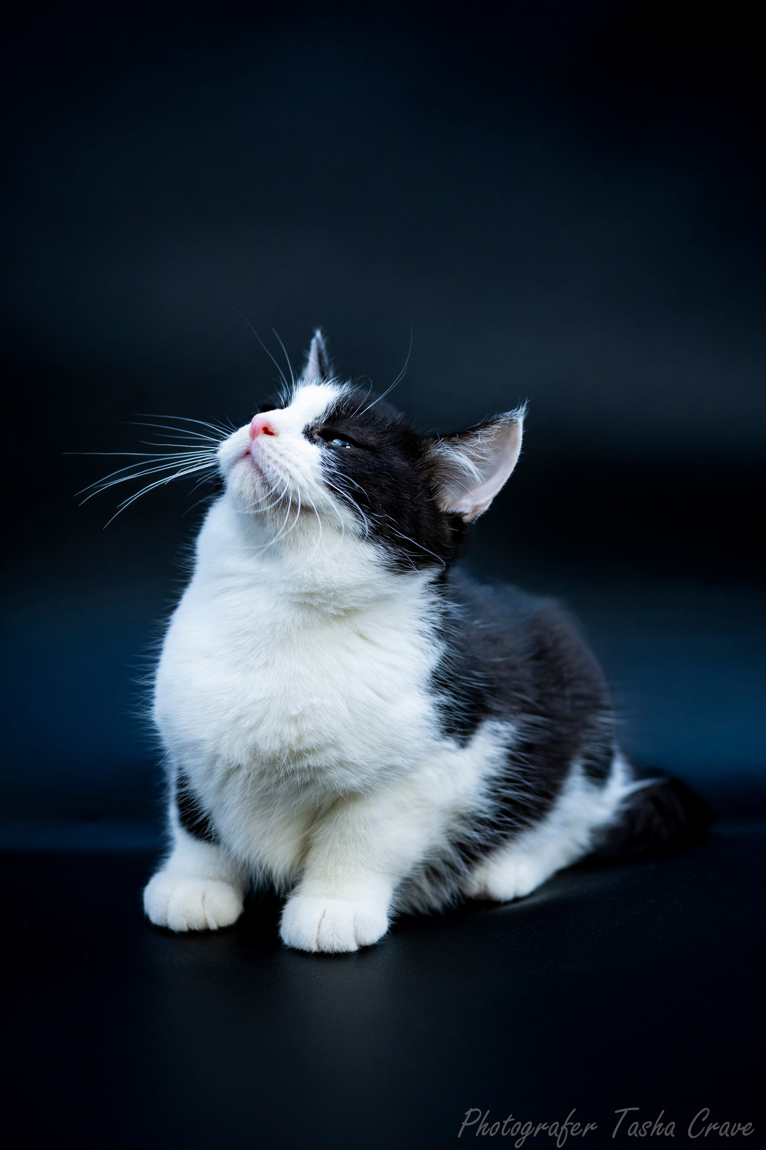 Передержка. Фотограф анималист в Санкт-Петербурге Таша Крейв