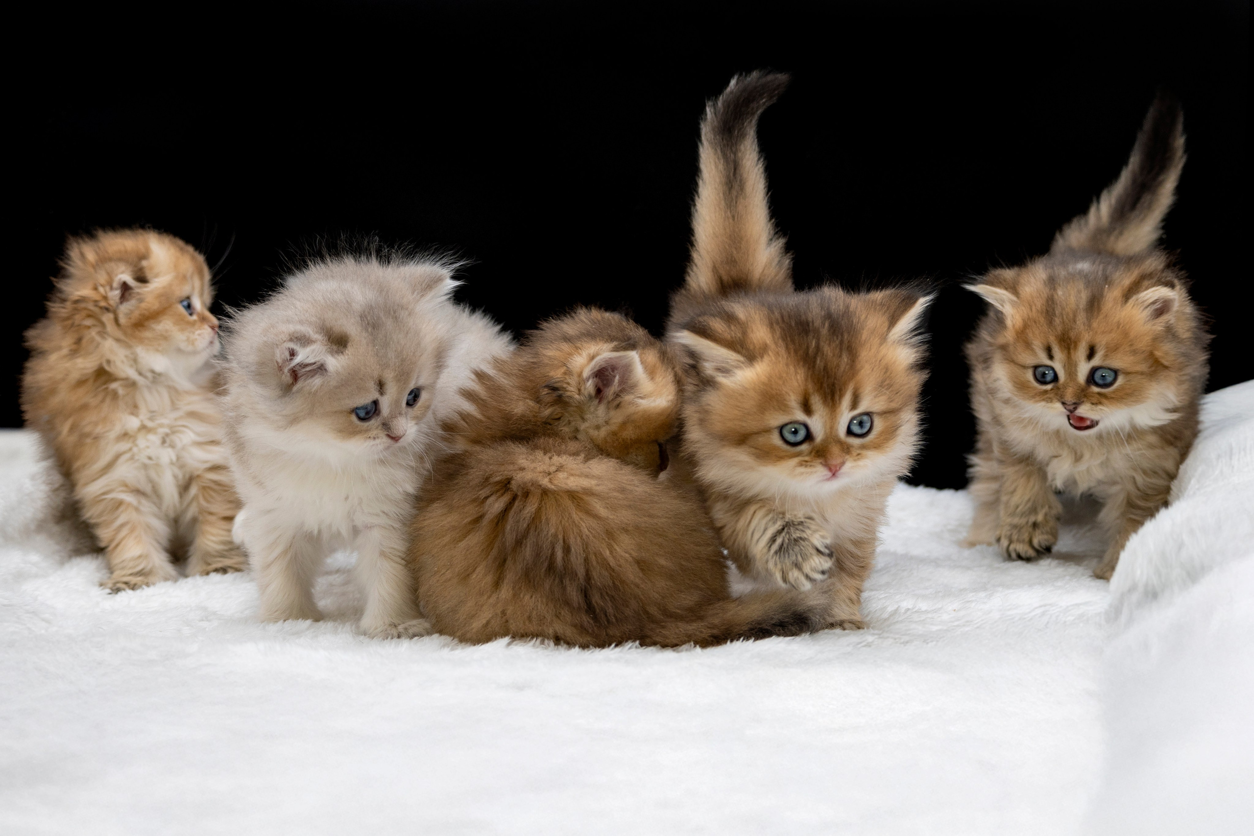 Шиншиловые котятки. Фотограф анималист в Санкт-Петербурге Таша Крейв