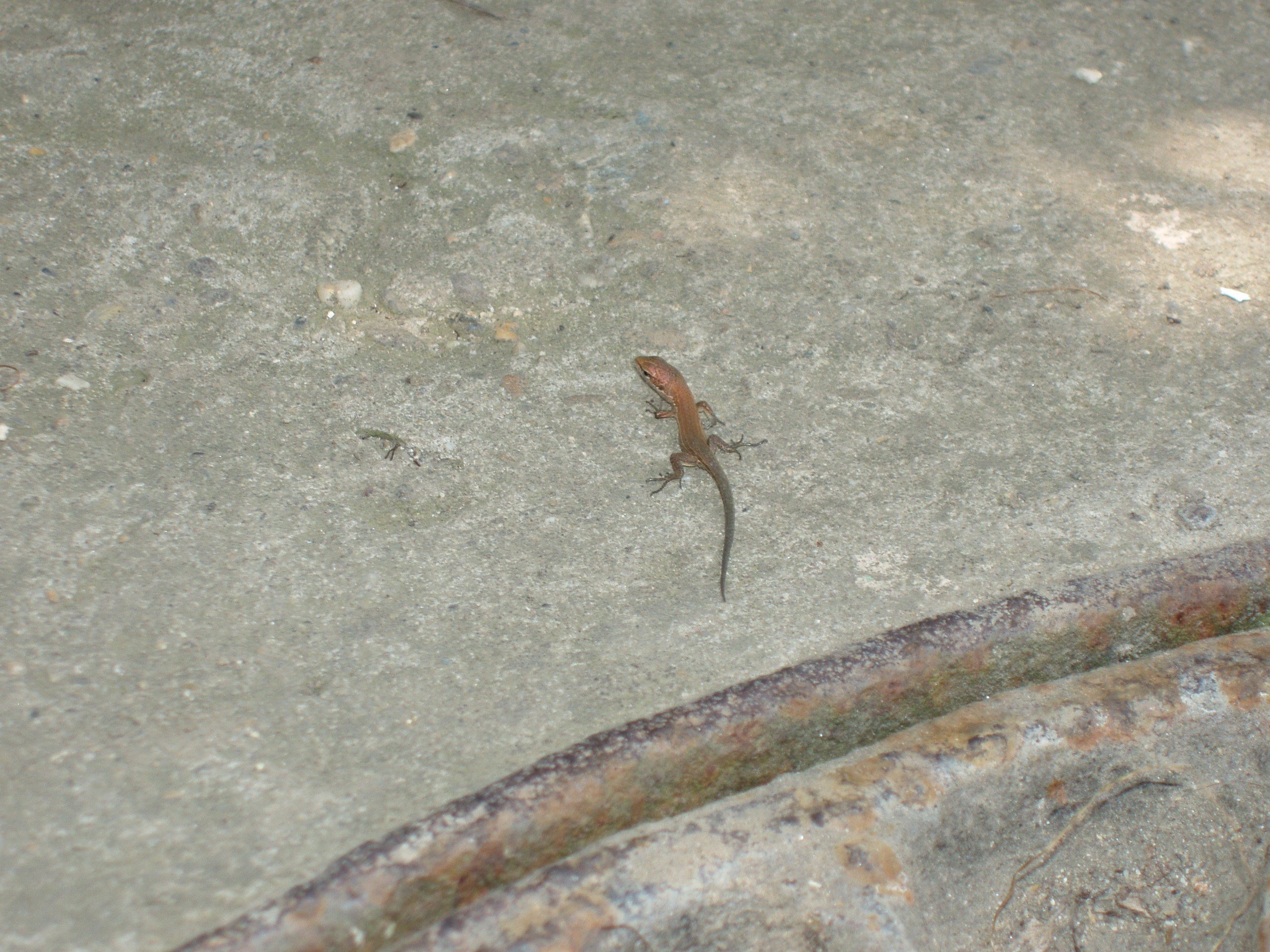 Отпуск 20.07-17.08. Семейный, Свадебный фотограф СПБ Питер— Романова Екатерина