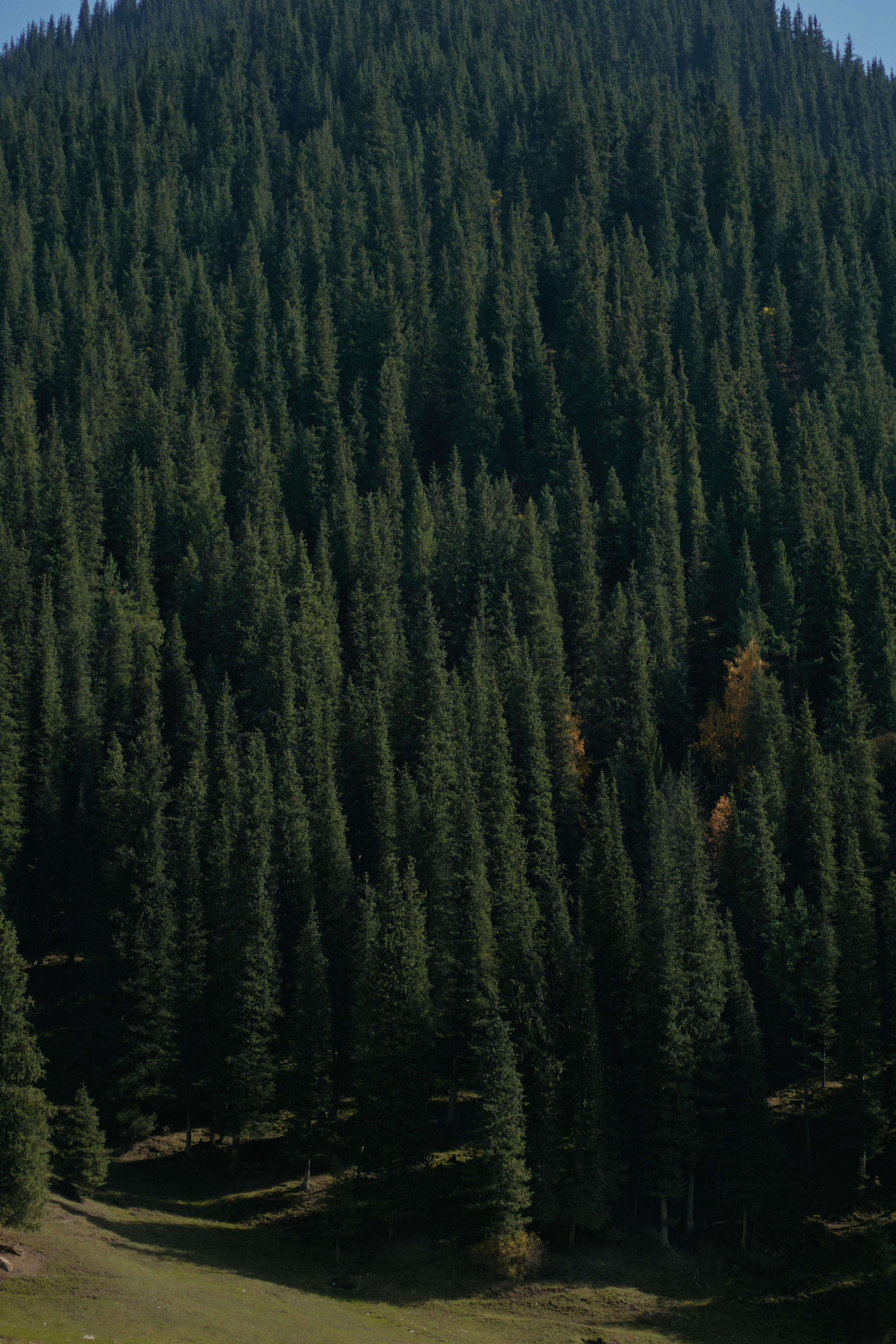 Кыргызтан. Профессиональный Фотограф во Владимире, в Москве и в Суздале — Полина Романычева