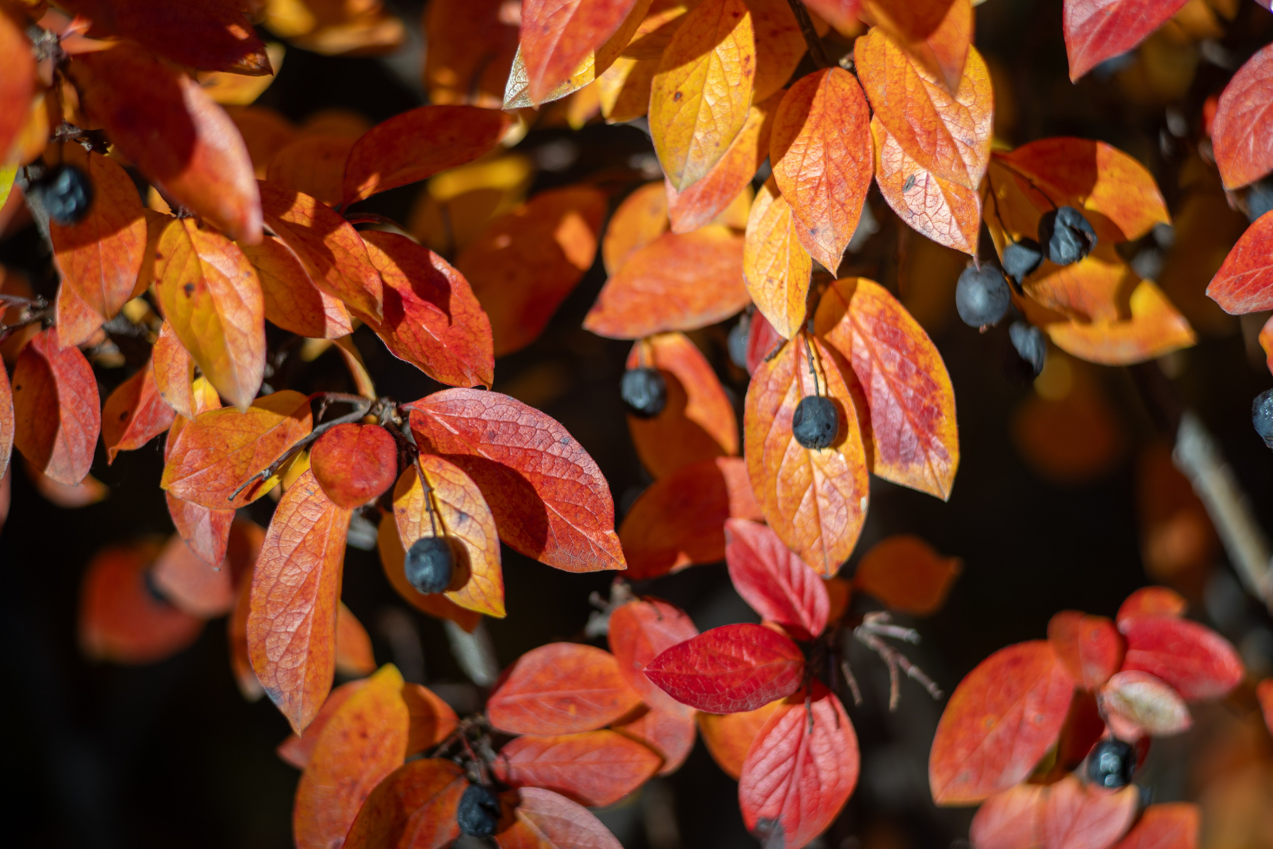 20251012 МГУ. Дмитрий Ремизов. Фотография, как хобби