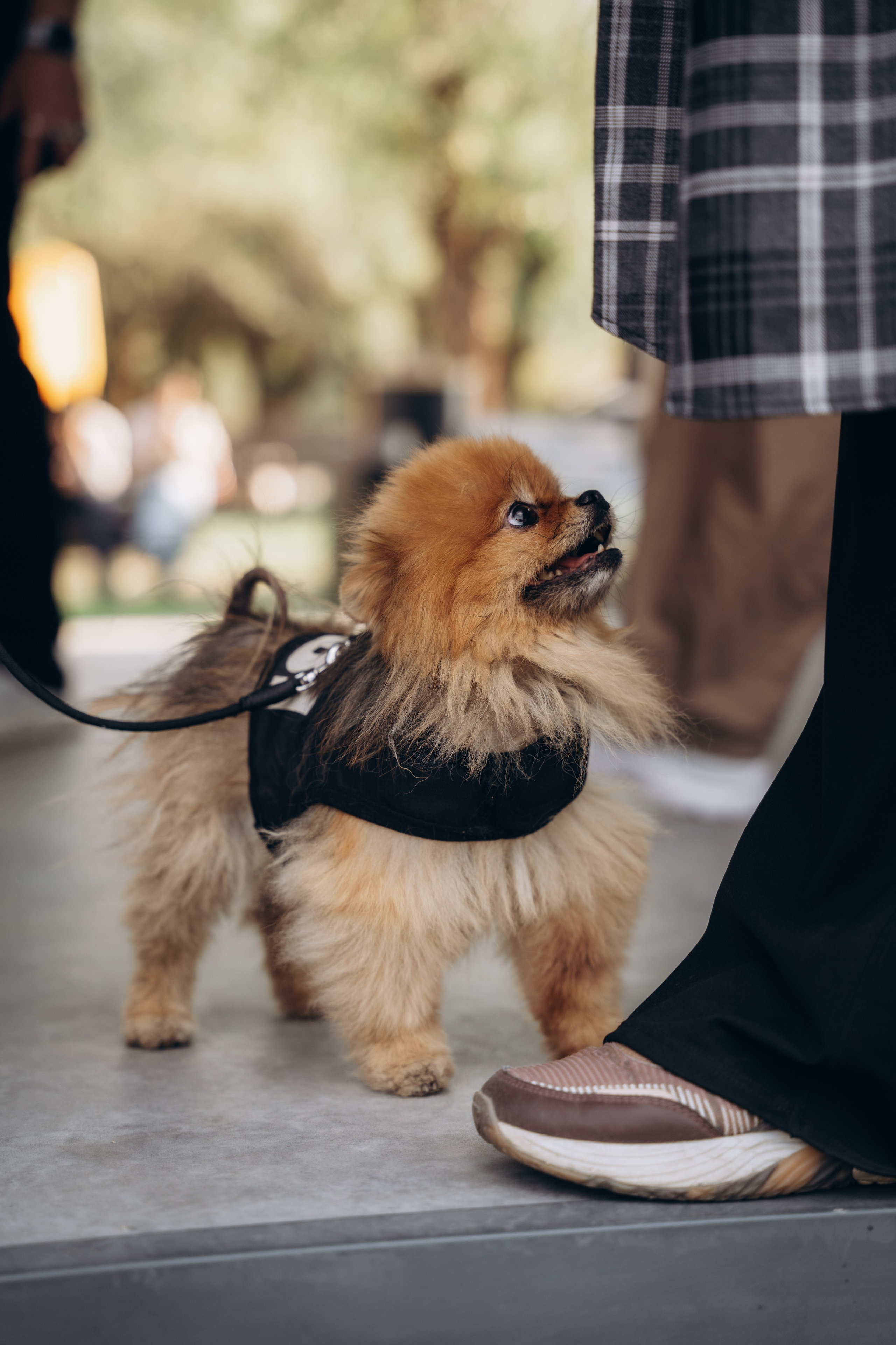 Фестиваль Fieesta. Фотограф в Алматы Чалова Нафиса