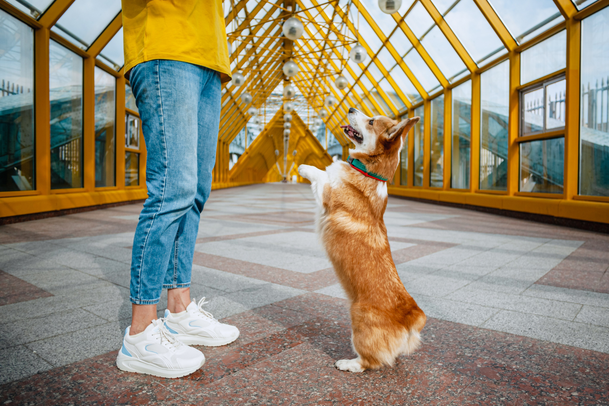 Андреевский мост. Фотограф-анималист Татьяна Степанова
