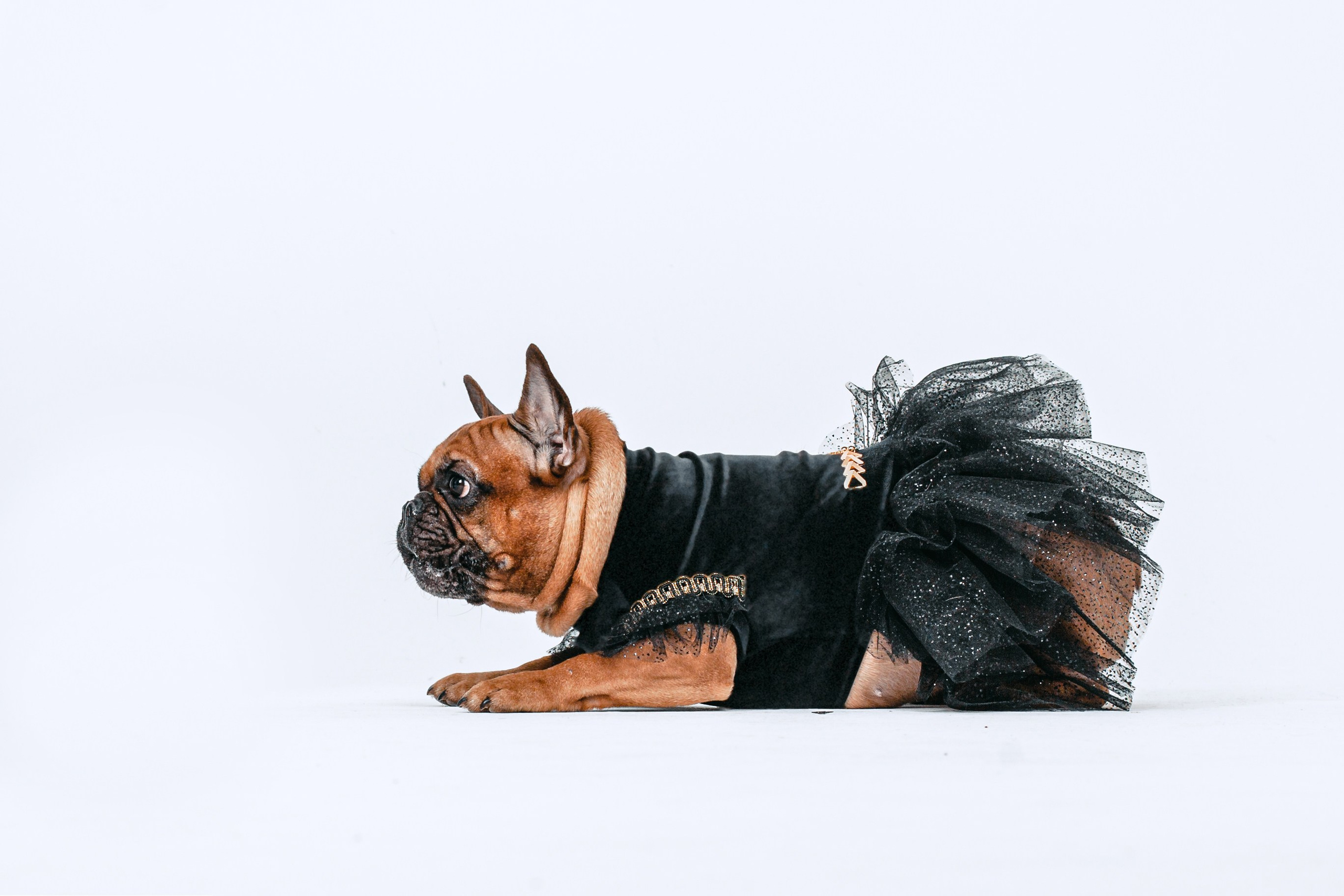 Пижамная вечеринка французских бульдогов и их хозяев. Фотограф-анималист Татьяна Степанова