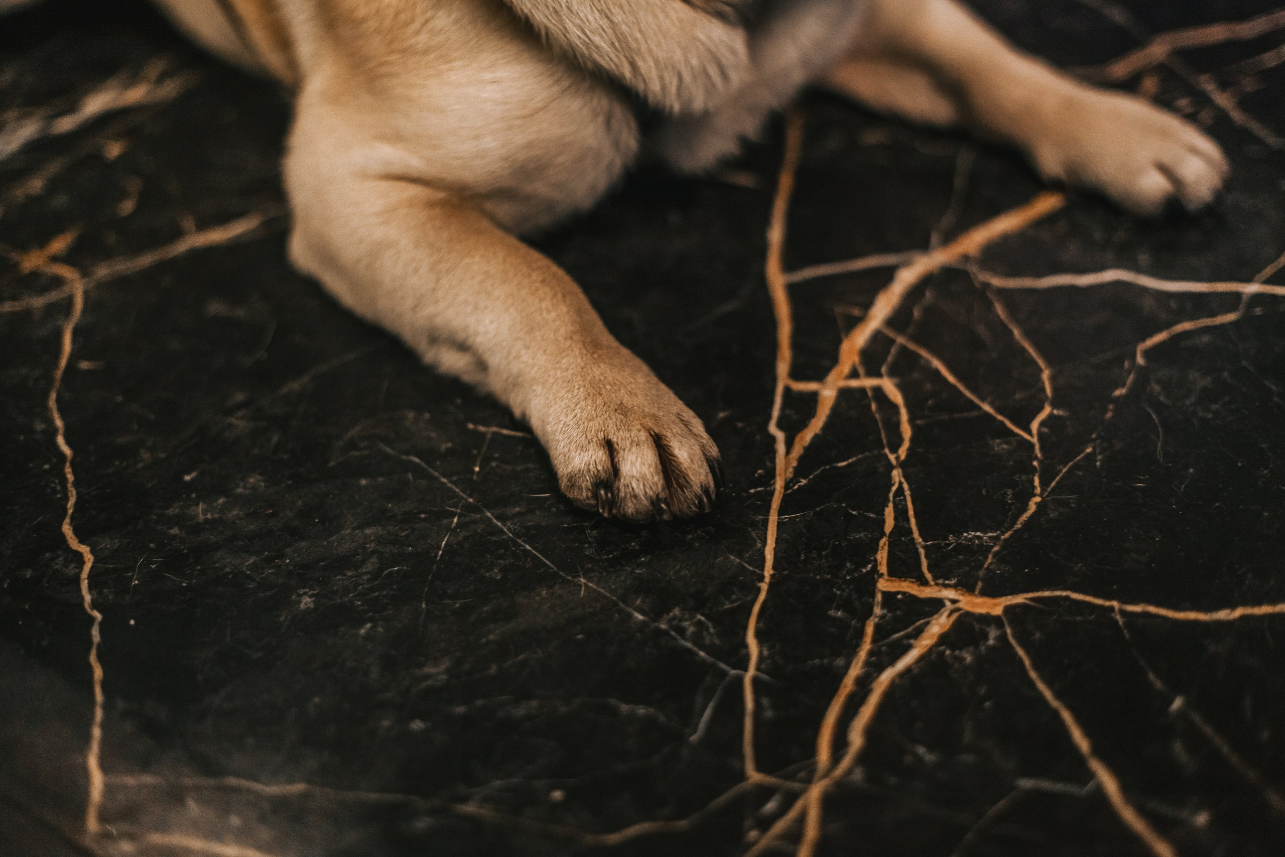 Мопсовстреча 02.12.2023. Фотограф-анималист Татьяна Степанова