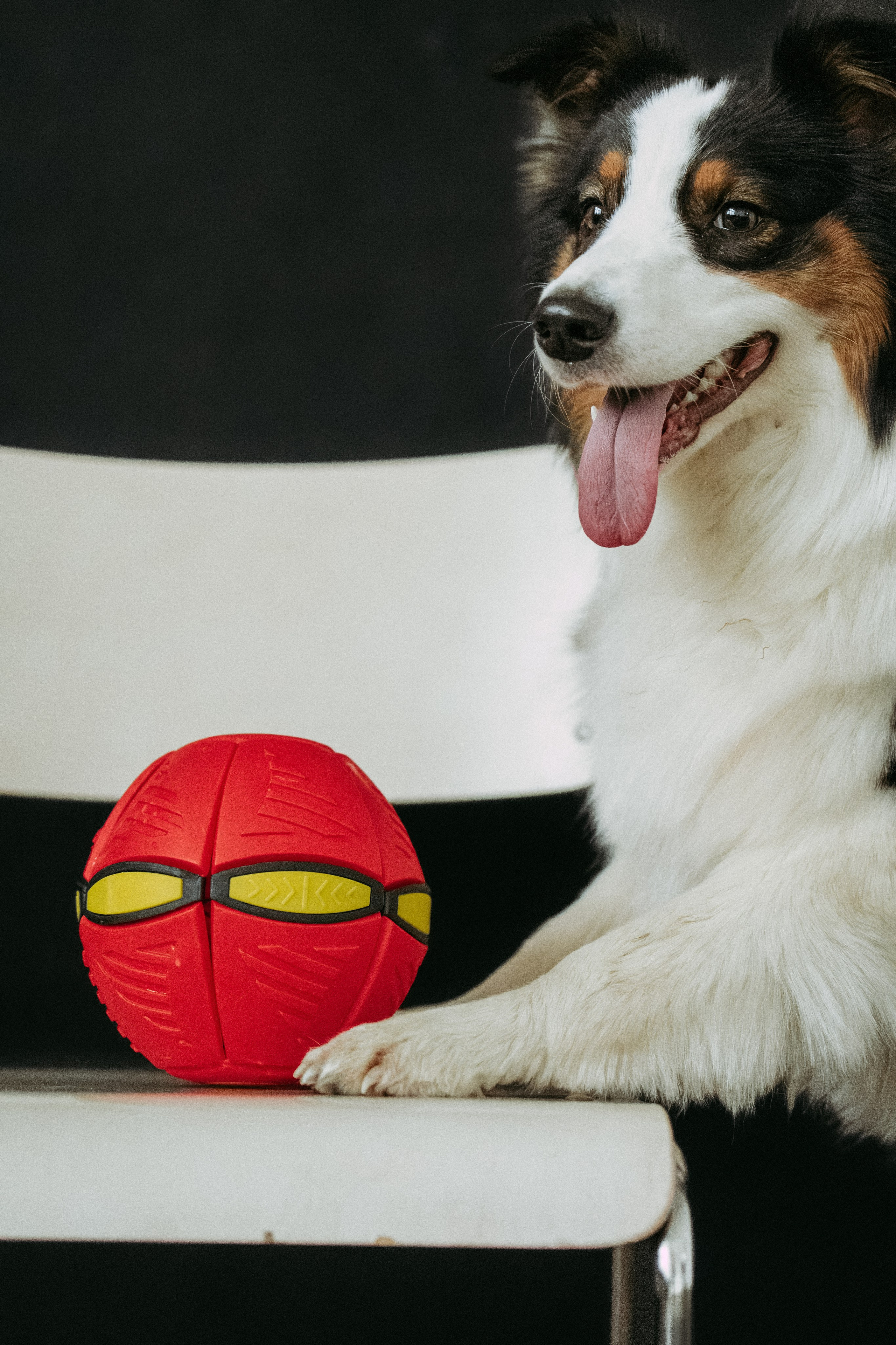 Мячи-попрыгуны. Фотораф — анималист Мария Шистка