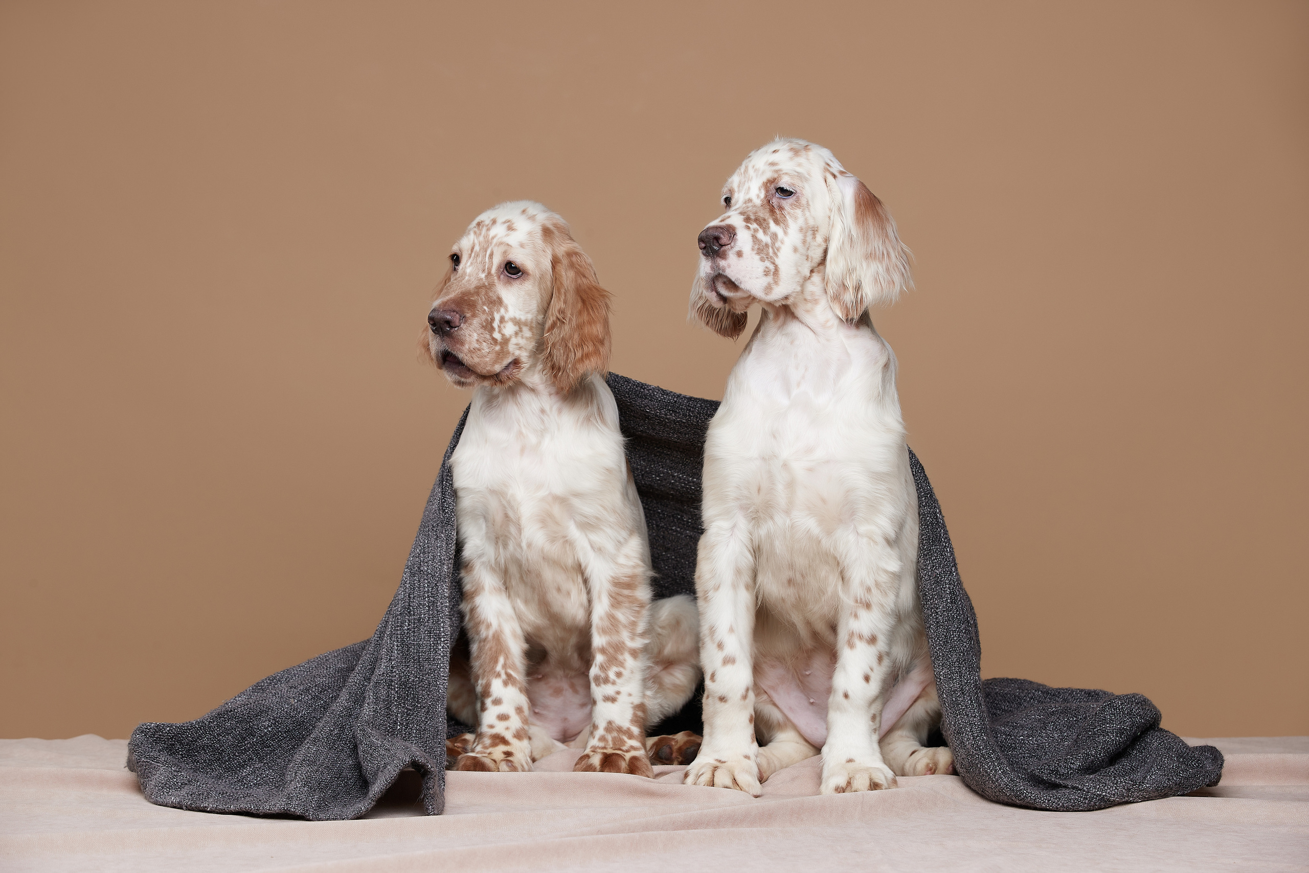 Фотосъемка в студии щенки английского сеттера