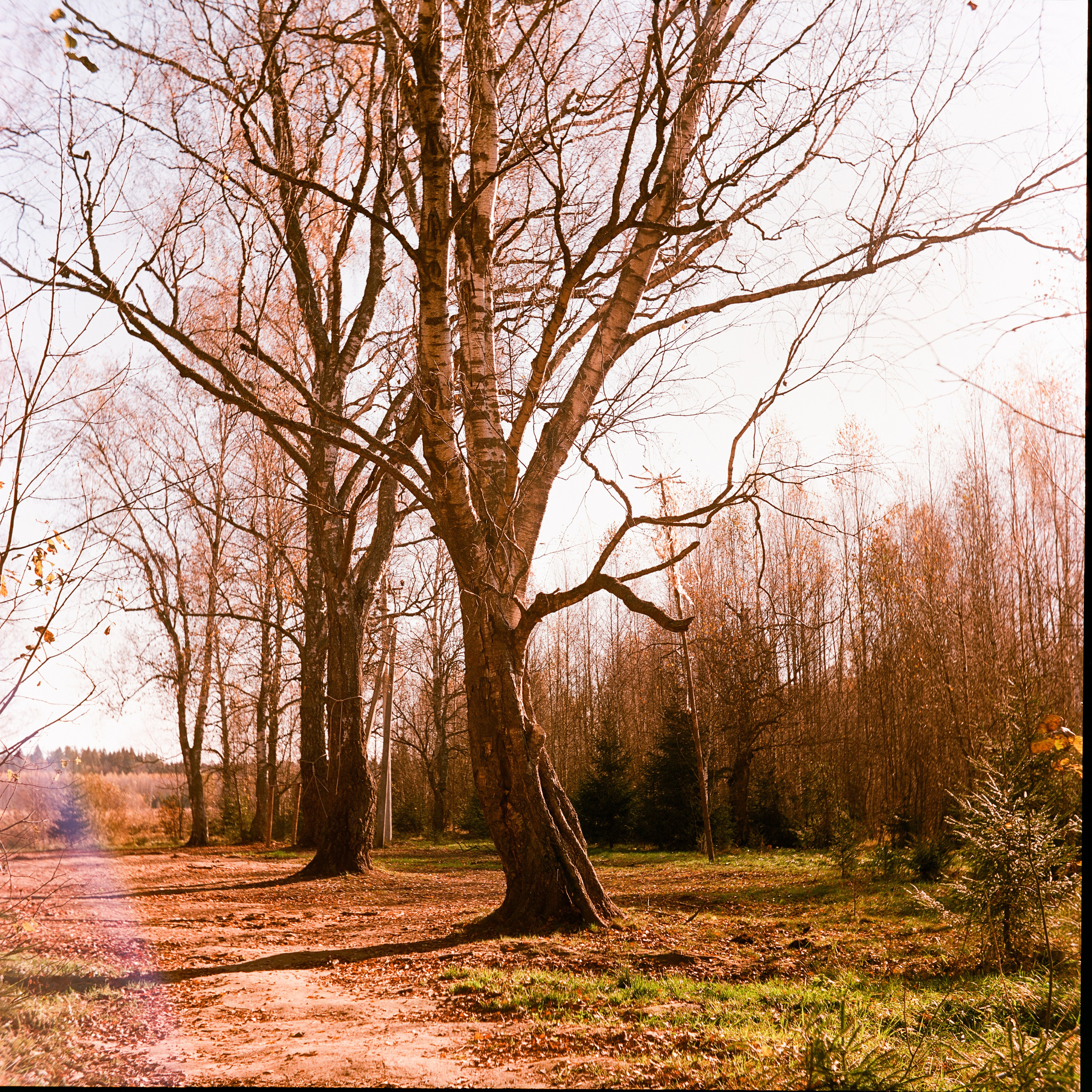Yashica 635 / Kodak Aerocolor IV / октябрь 2024 года Лукино