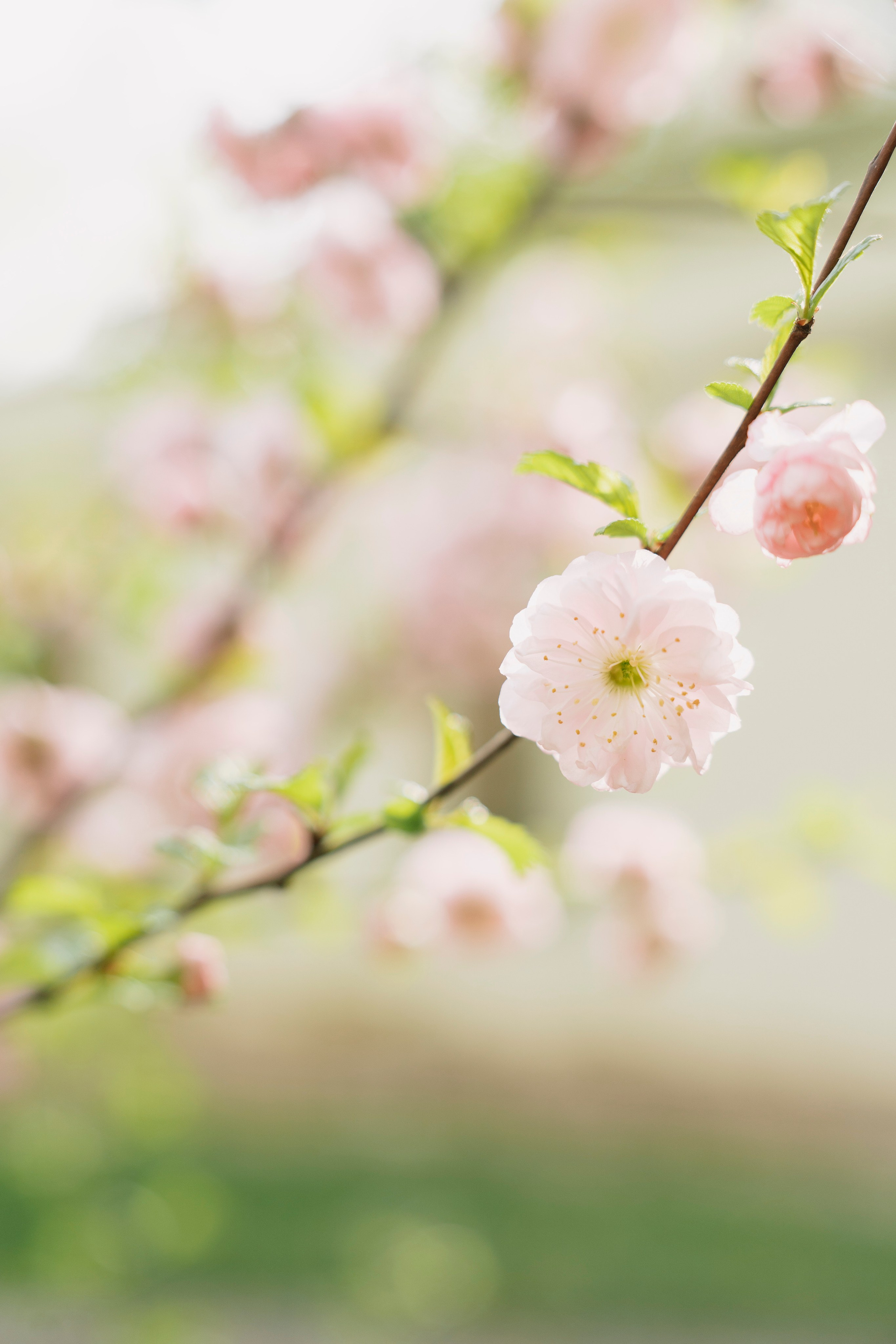 Иван и Екатерина, Остафьево. Свадебный фотограф в Москве Анна Полушина