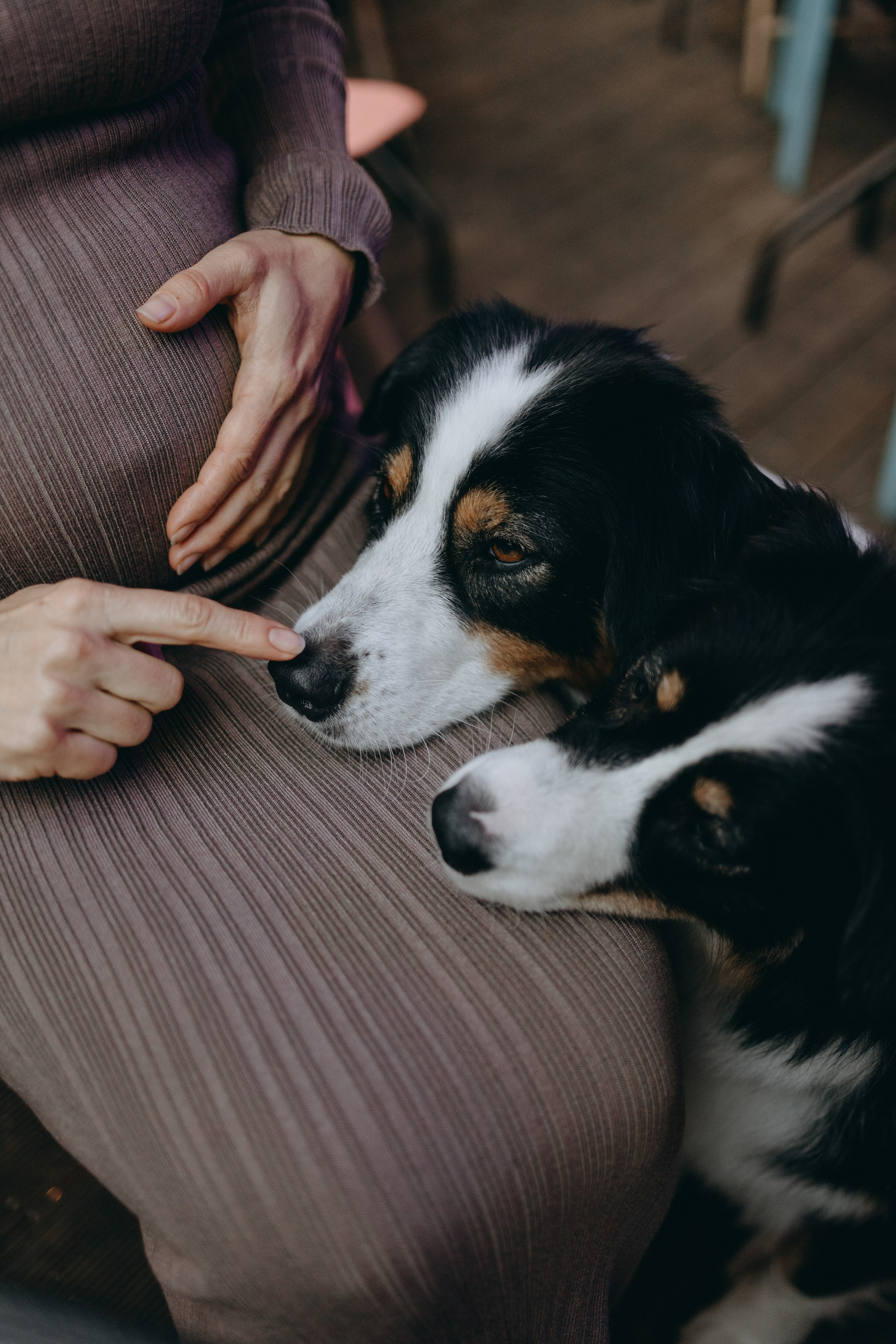 Катя и ее девочки. Фотограф — Анималист | Санкт-Петербург