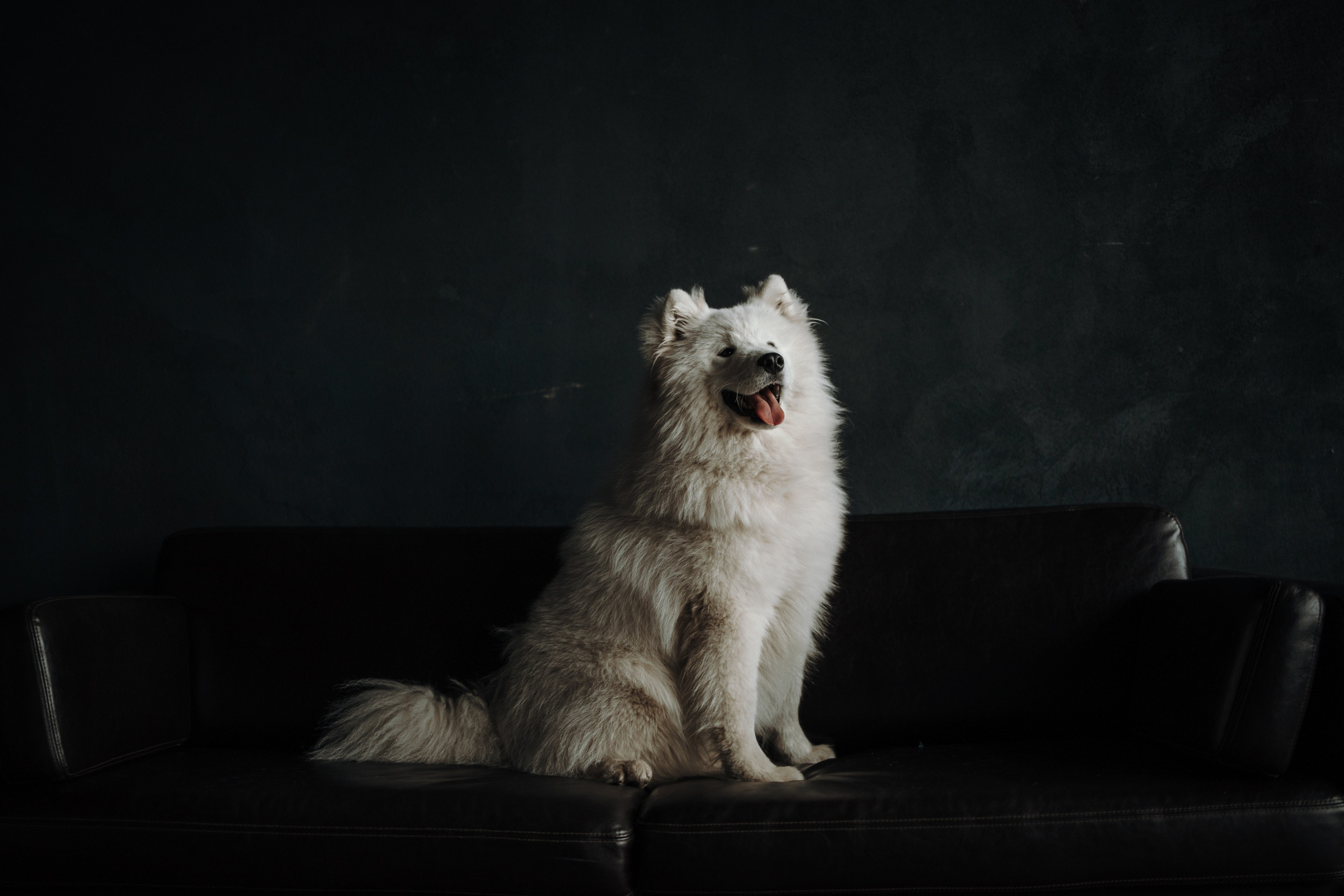 Марина и Мушу. Фотограф — Анималист | Санкт-Петербург