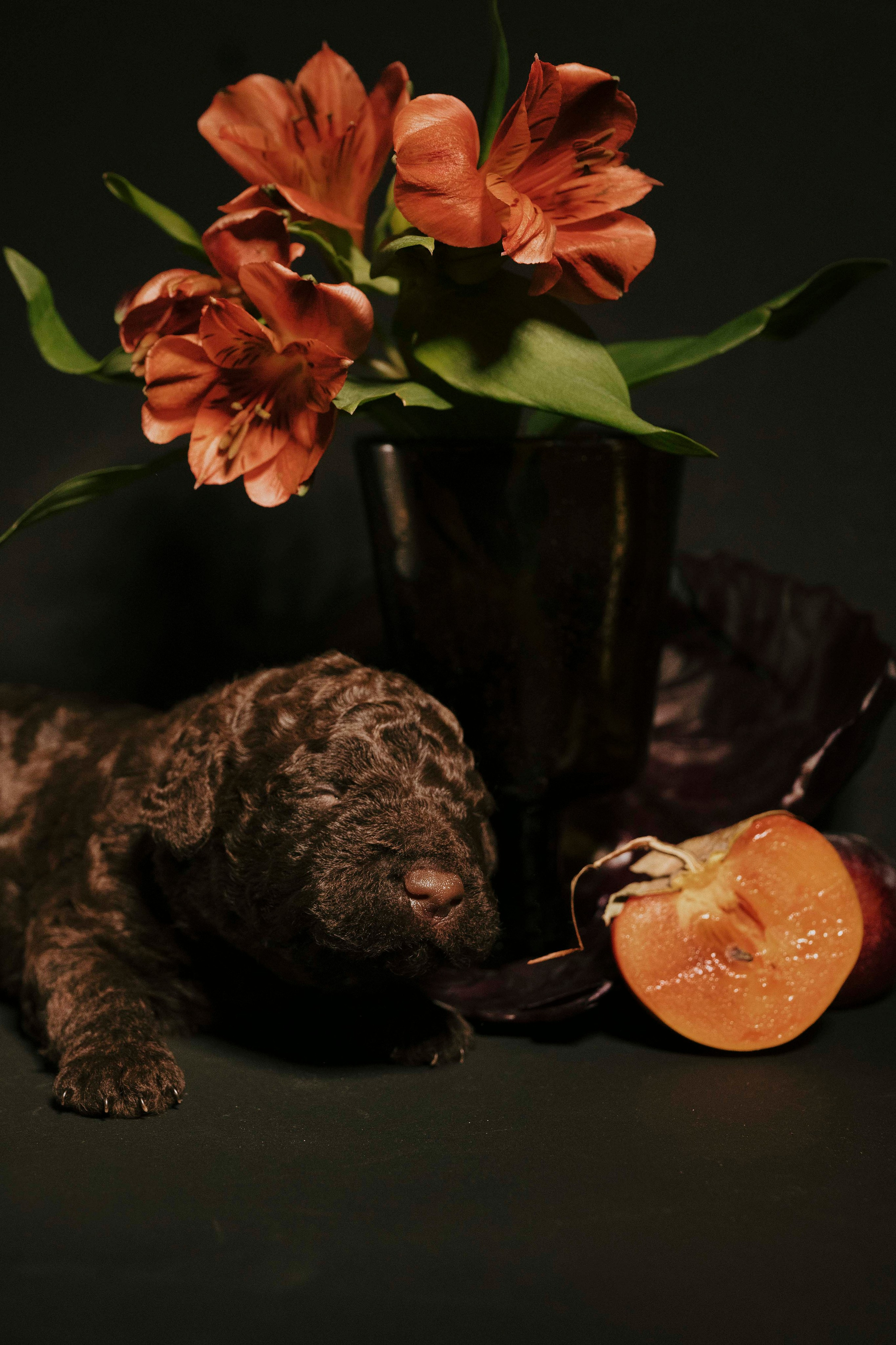 Испанские водяные. Фотограф- анималист Александра Матвеева