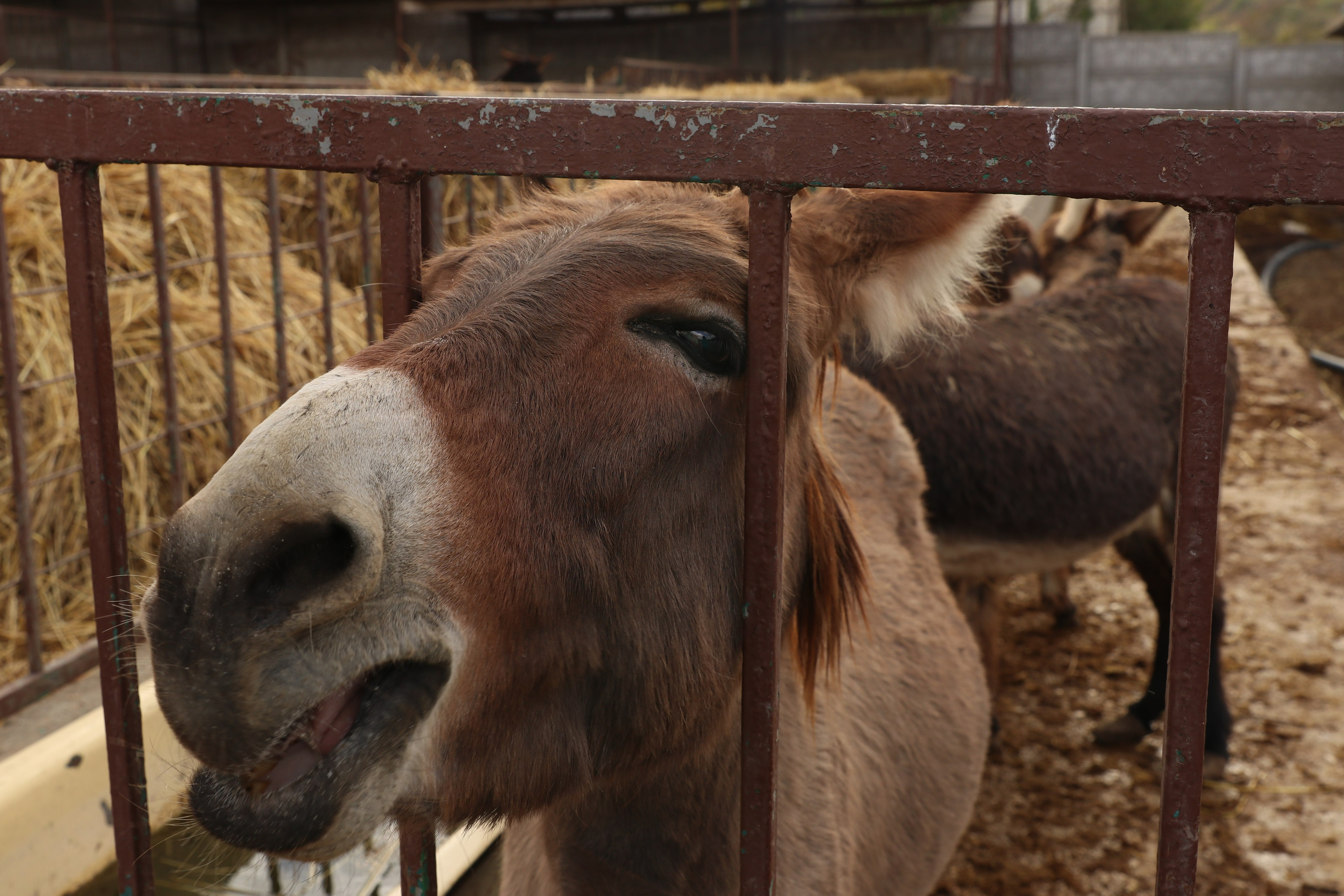 Крым. ЮБК (Гурзуф, Судак и их окрестности). Ноябрь 2023. Путешественник-фотограф из Санкт-Петербурга Татьяна Свистулина