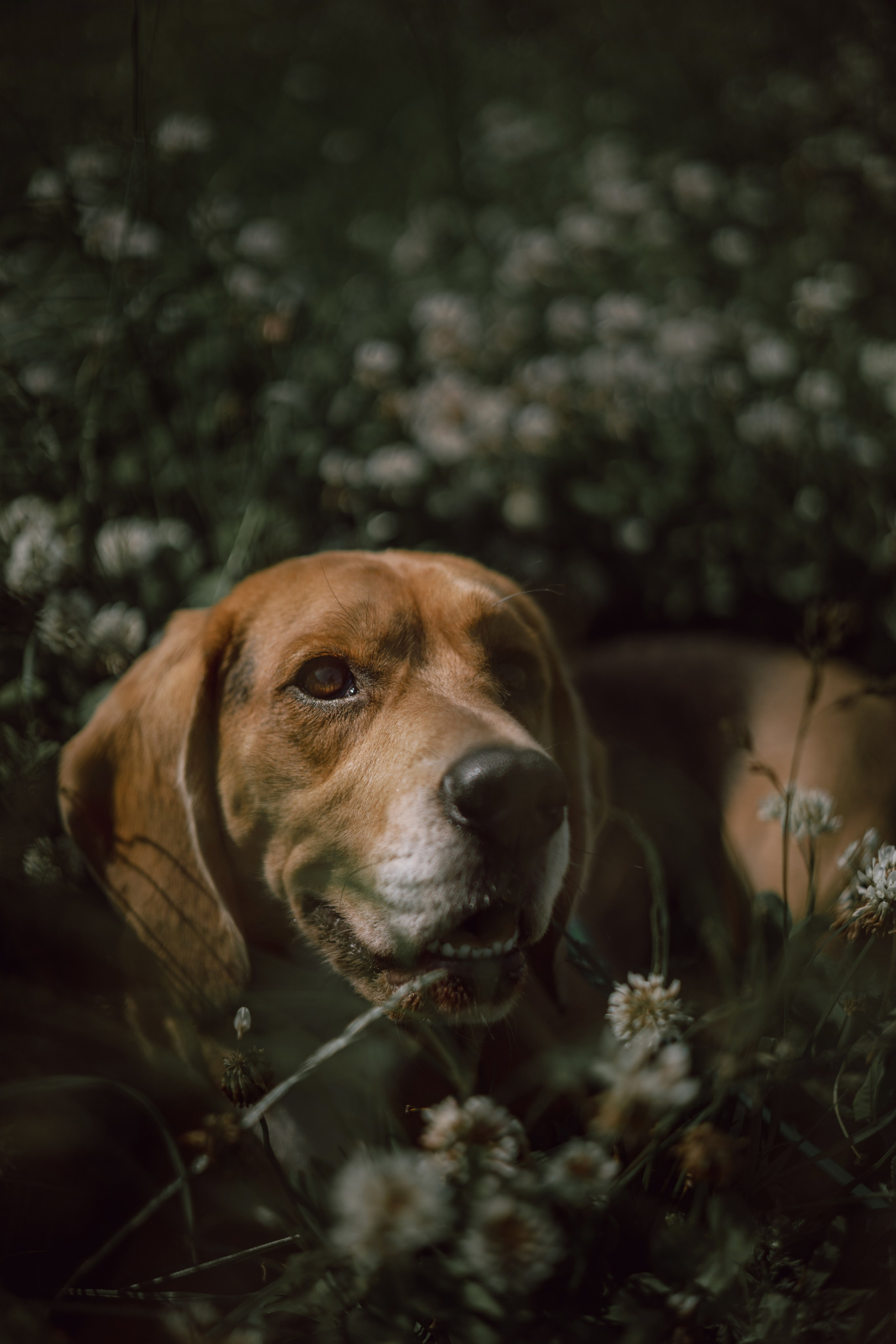 Оуджи и Катя. Фотограф — анималист •love-story•|Санкт-Петербург