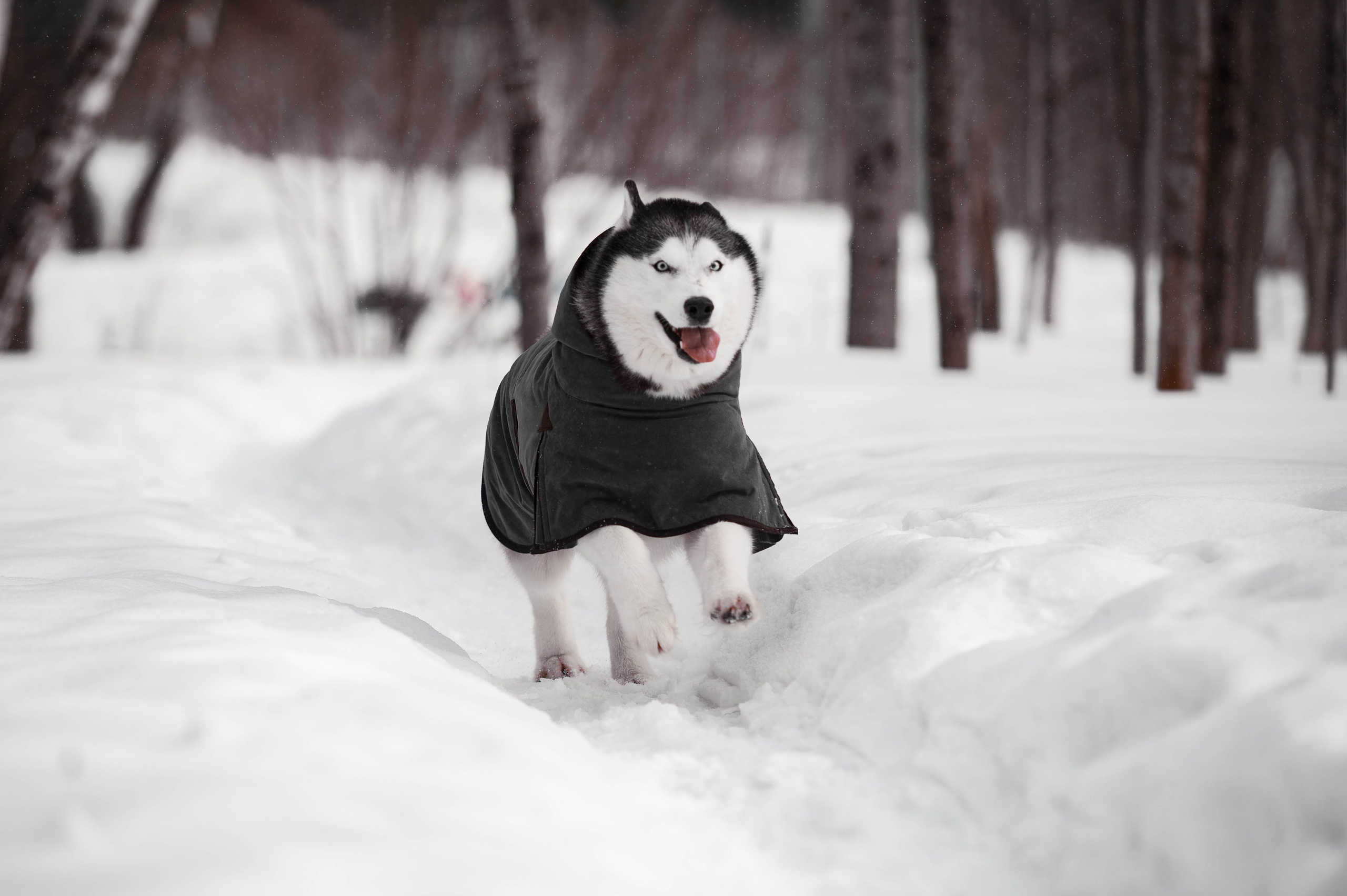 Шанель. Фотограф-анималист